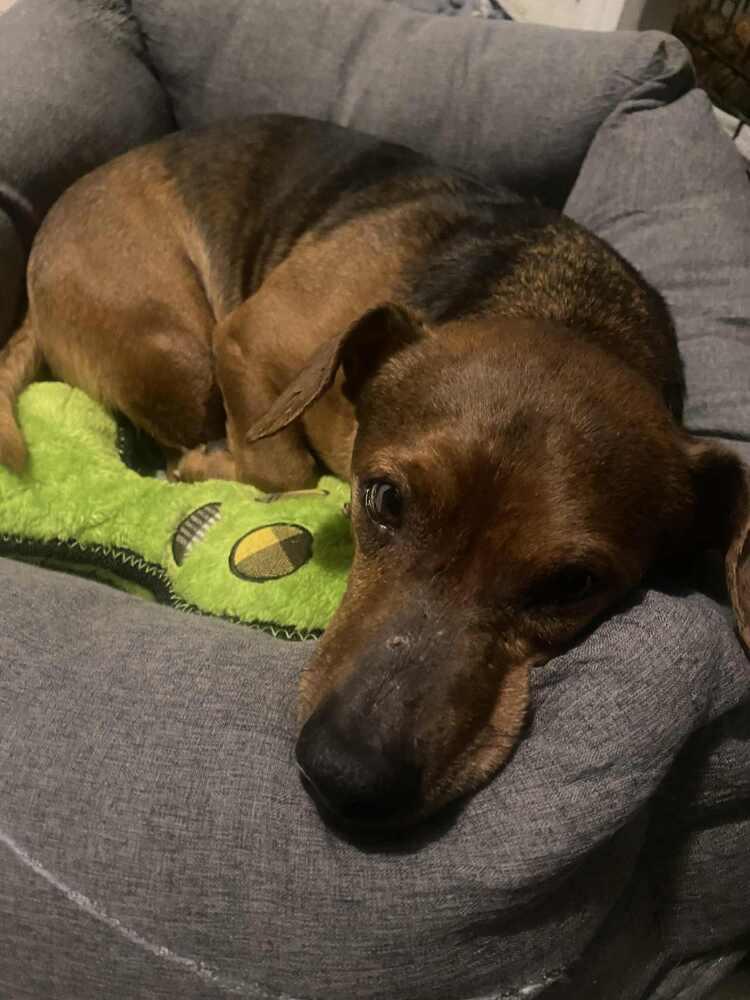 Grizz, Adoptable, Senior Male Dachshund.