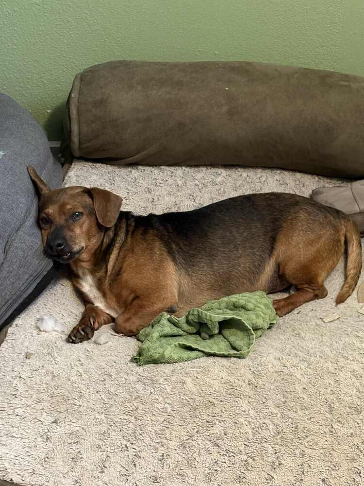 Enlarge Grizz, a Adoptable Dachshund in Eagle, ID image 2/3