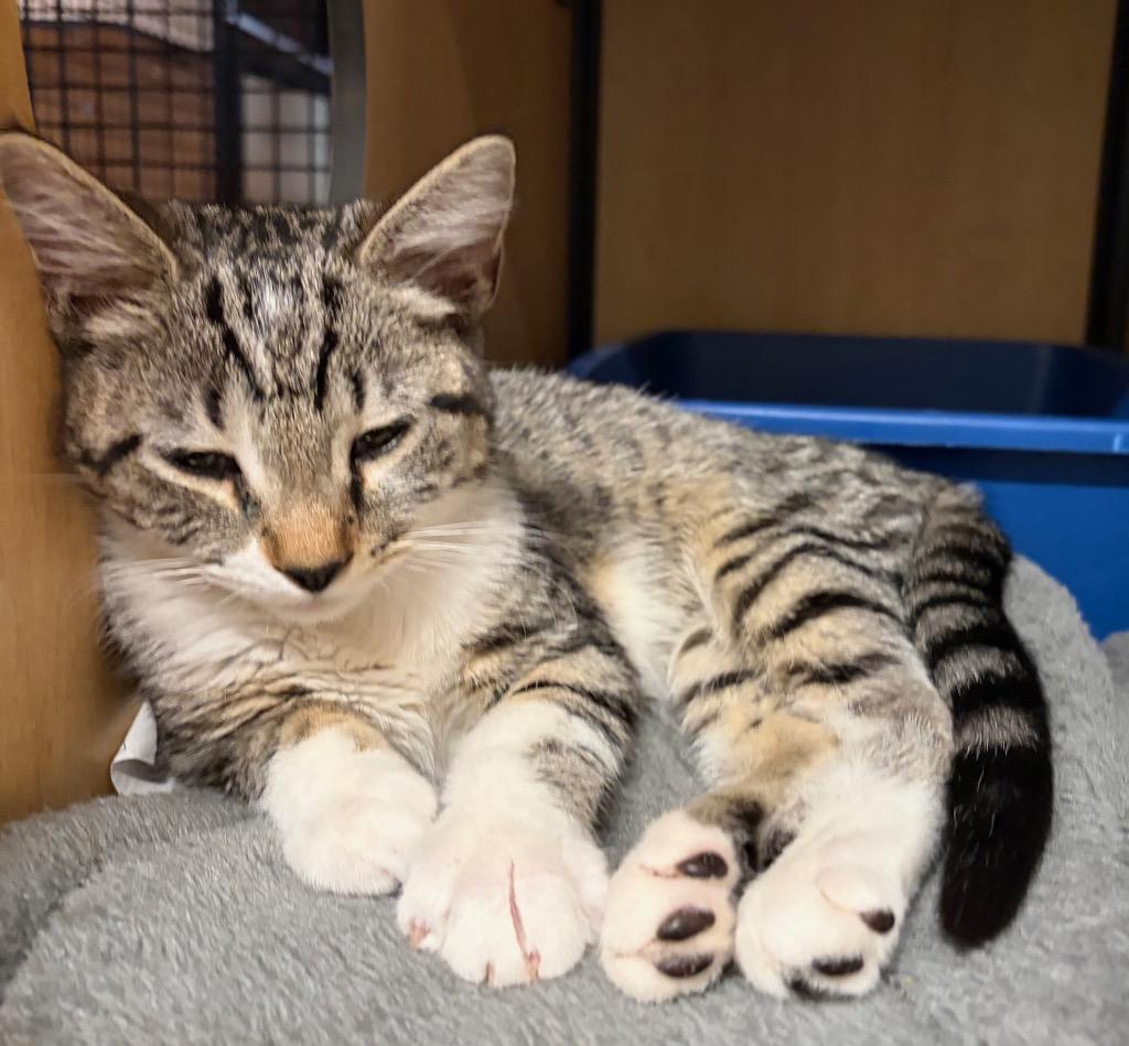 Chance: adoption pending, Adoptable, Kitten Male Domestic Short Hair.