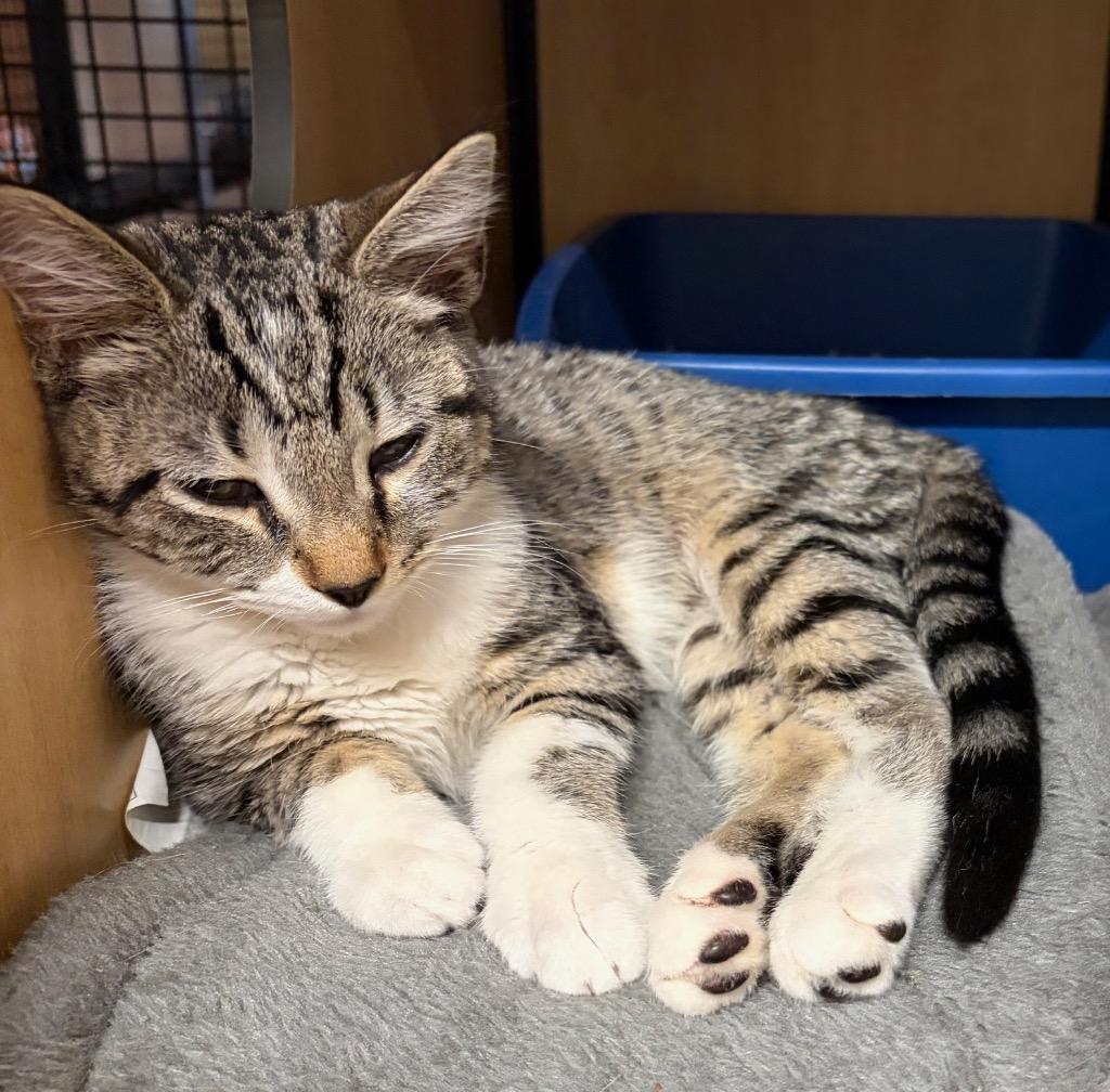 Enlarge Chance: adoption pending, a Adoptable mixed breed in New York, NY image 2/3