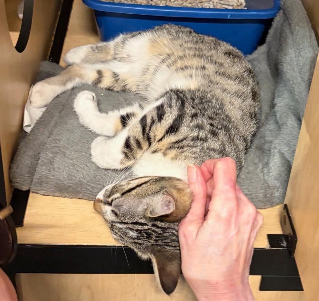 Enlarge Chance: adoption pending, a Adoptable mixed breed in New York, NY image 3/3