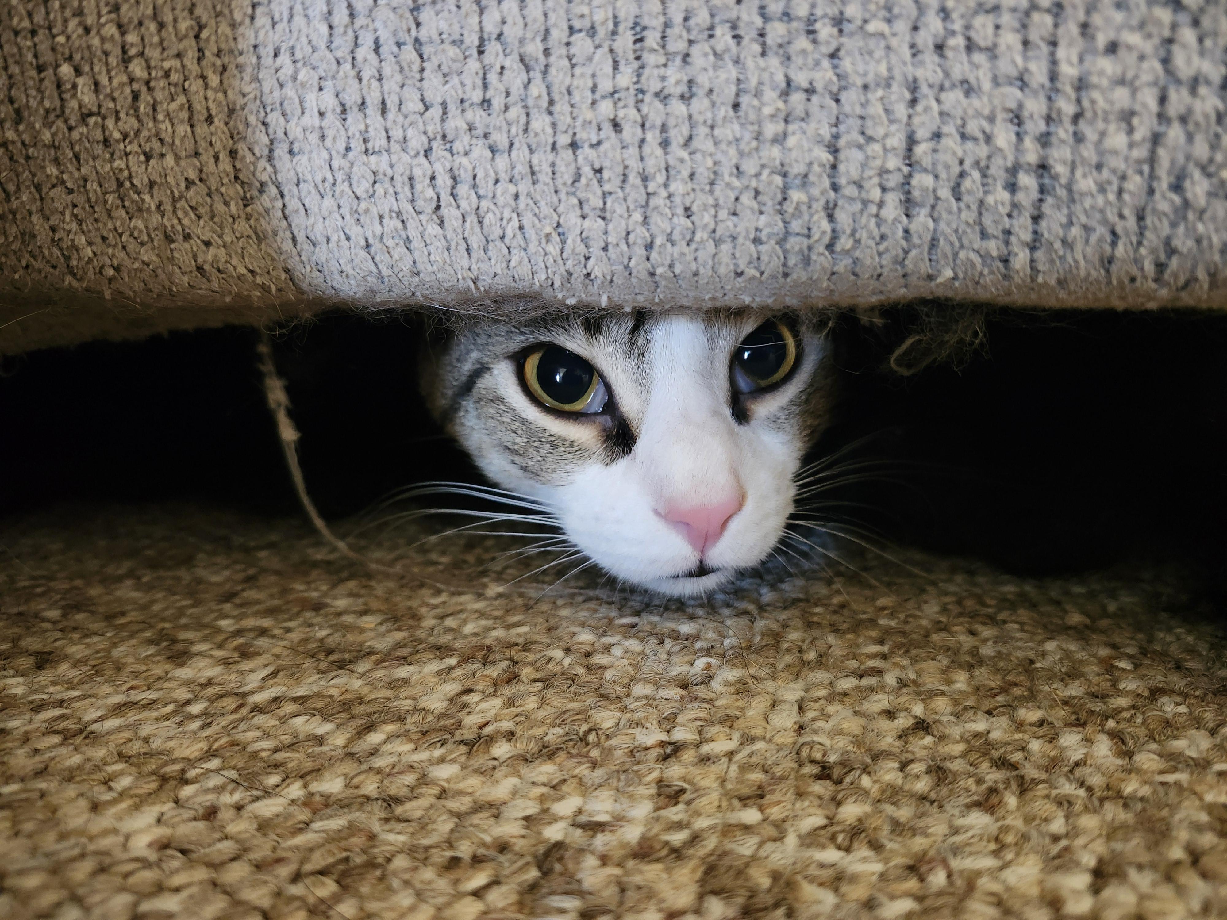 Forrest, an adoptable Domestic Short Hair in Shippensburg , PA image 3/4