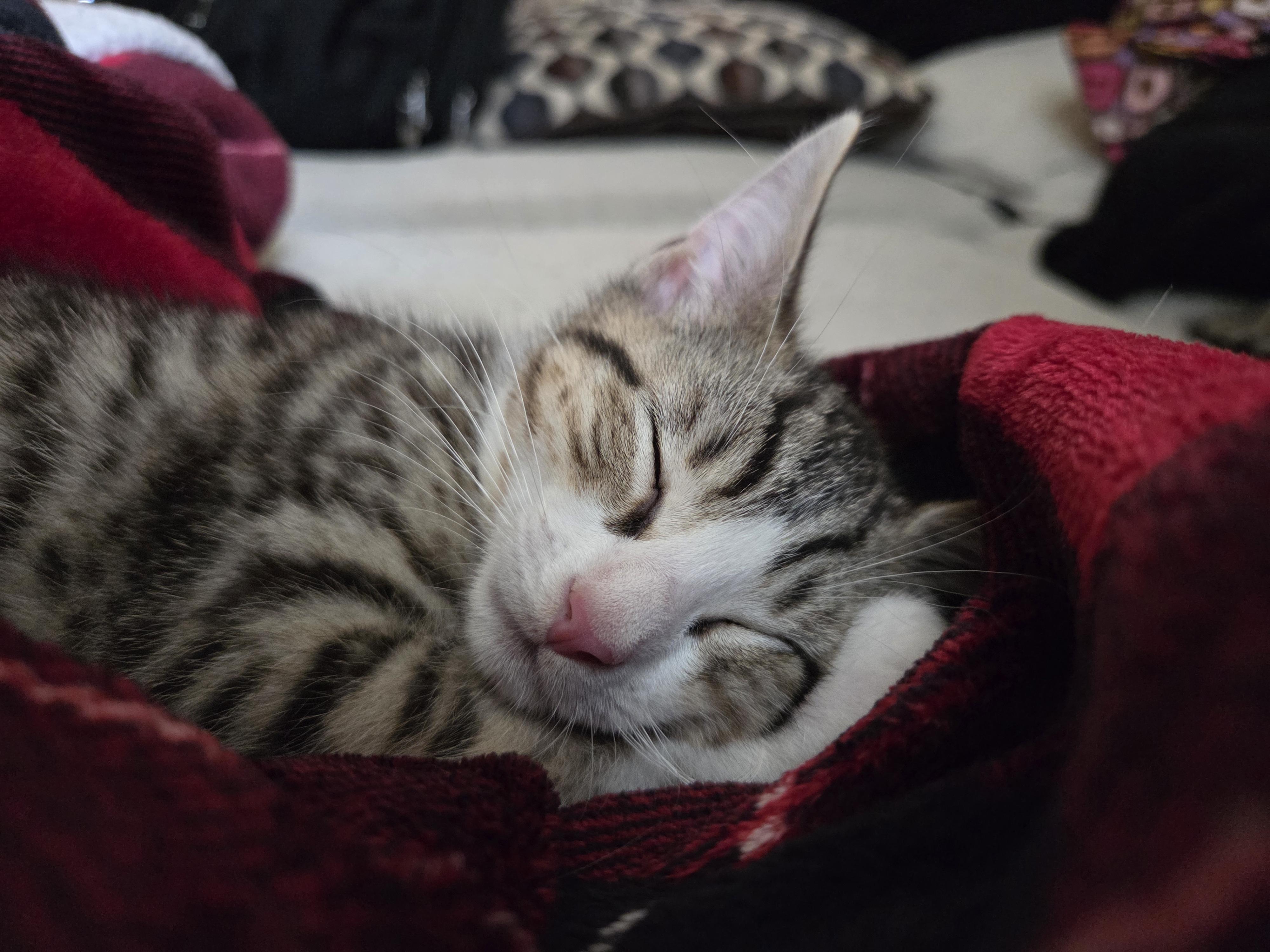 Enlarge Forrest, a Adoptable Domestic Short Hair in Shippensburg , PA image 2/2