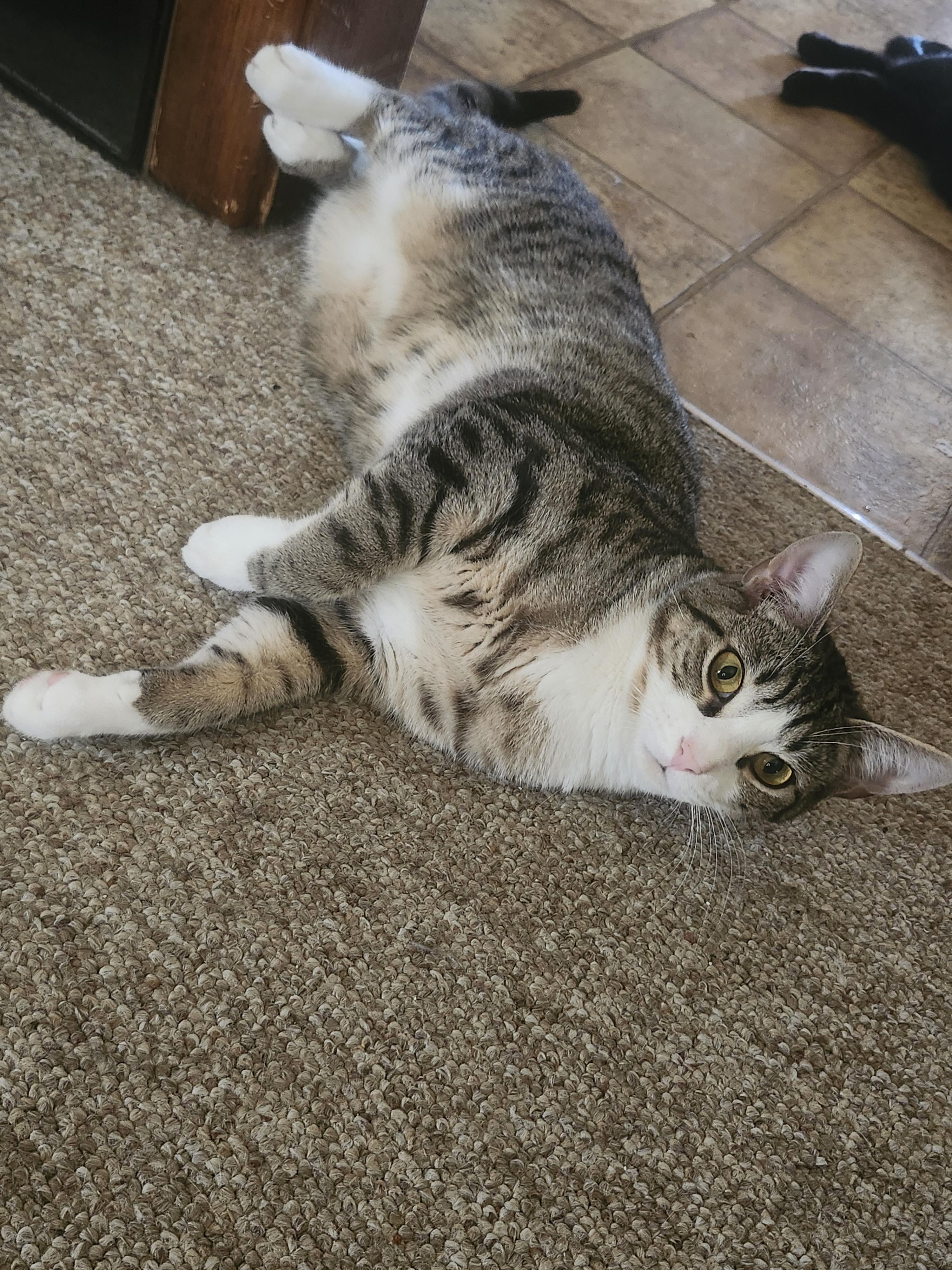 Forrest, an adoptable Domestic Short Hair in Shippensburg , PA image 4/4