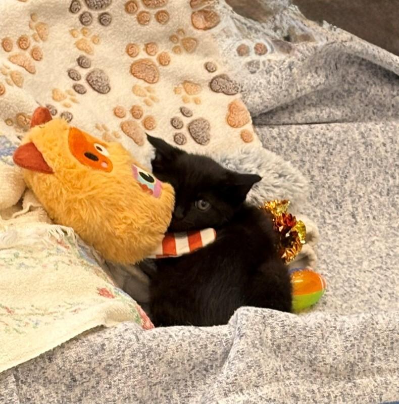 Enlarge Ice Spice, a Adoptable Domestic Short Hair in Providence Forge, VA image 1/4