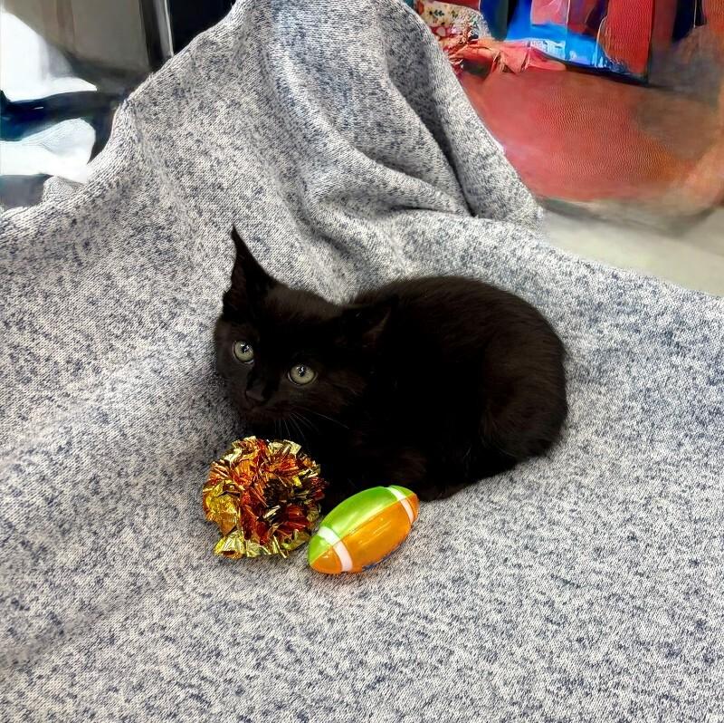 Enlarge Ice Spice, a Adoptable Domestic Short Hair in Providence Forge, VA image 3/4