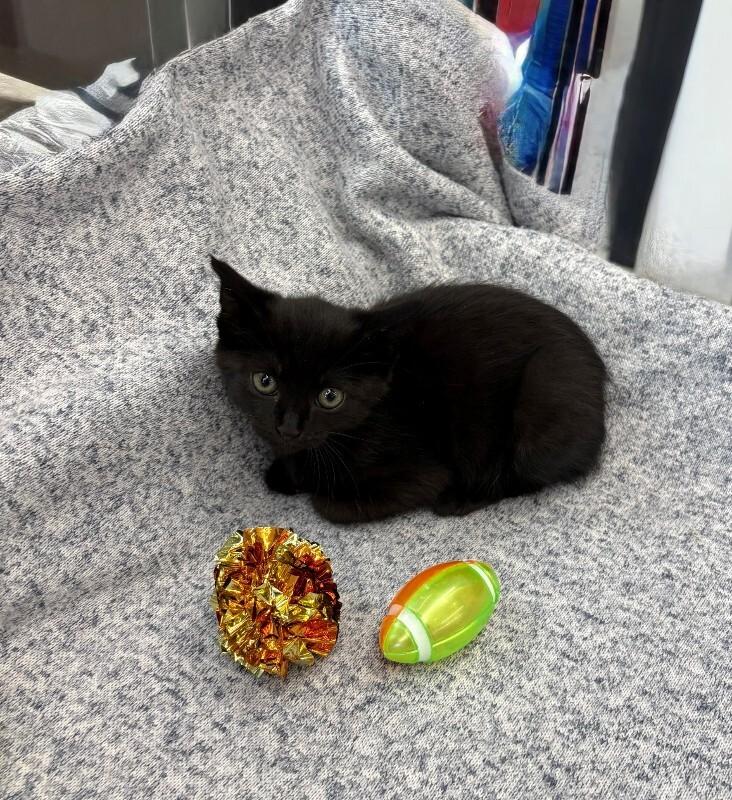 Enlarge Ice Spice, a Adoptable Domestic Short Hair in Providence Forge, VA image 4/4