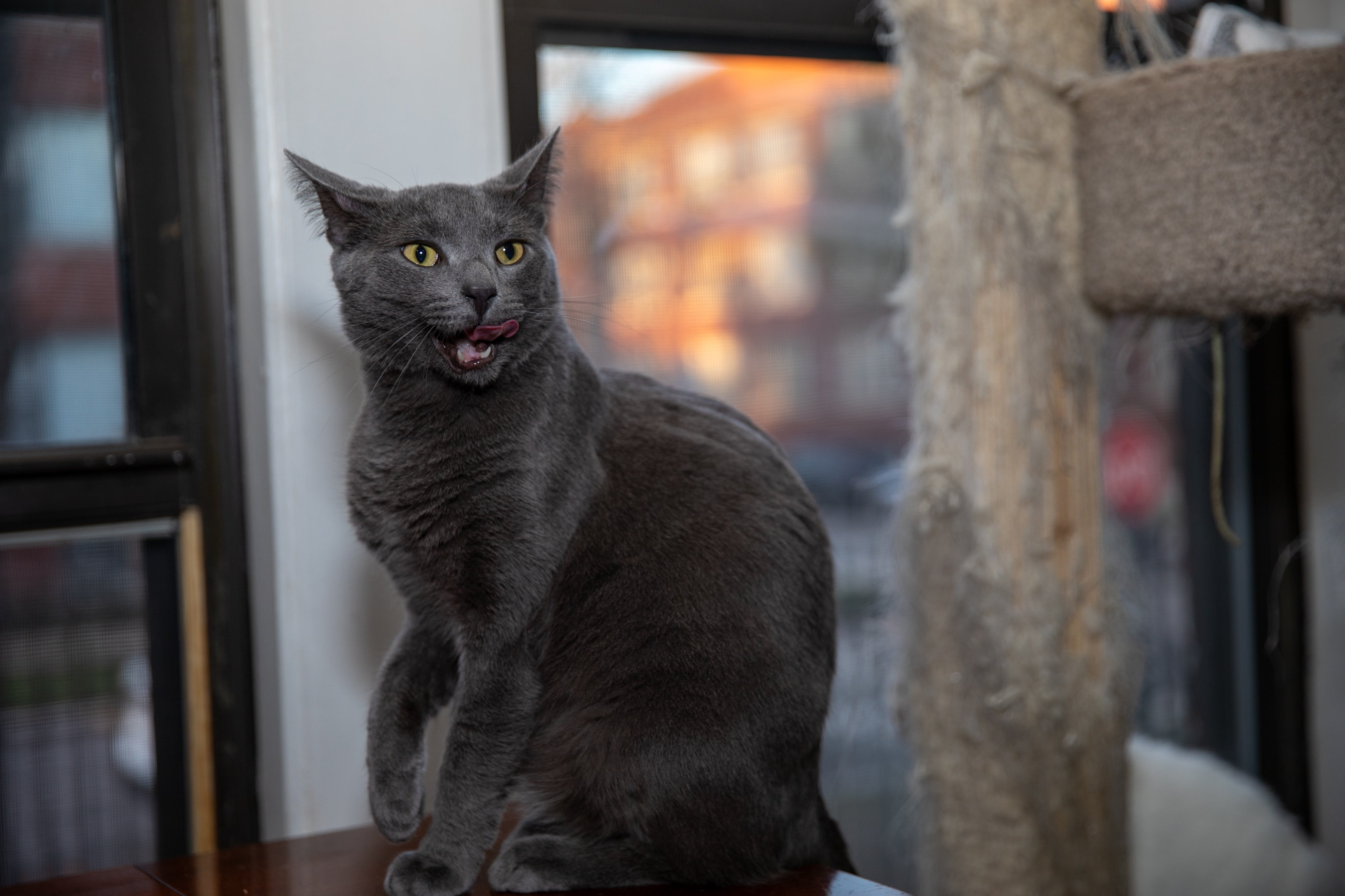 Enlarge Champ, a Adoptable Russian Blue in Chicago, IL image 1/1