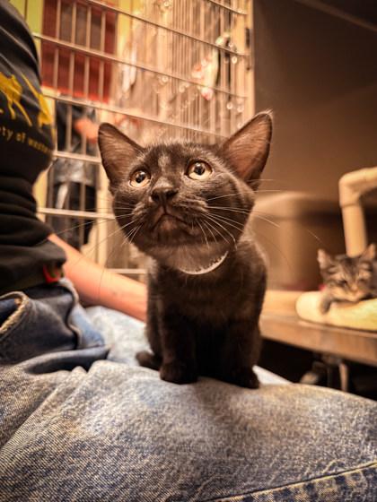 Havarti, ADOPTABLE, Kitten Male Domestic Short Hair.