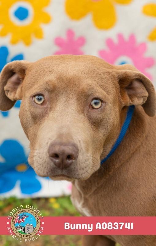 Bunny, Adoptable, Adult Female American Bulldog.