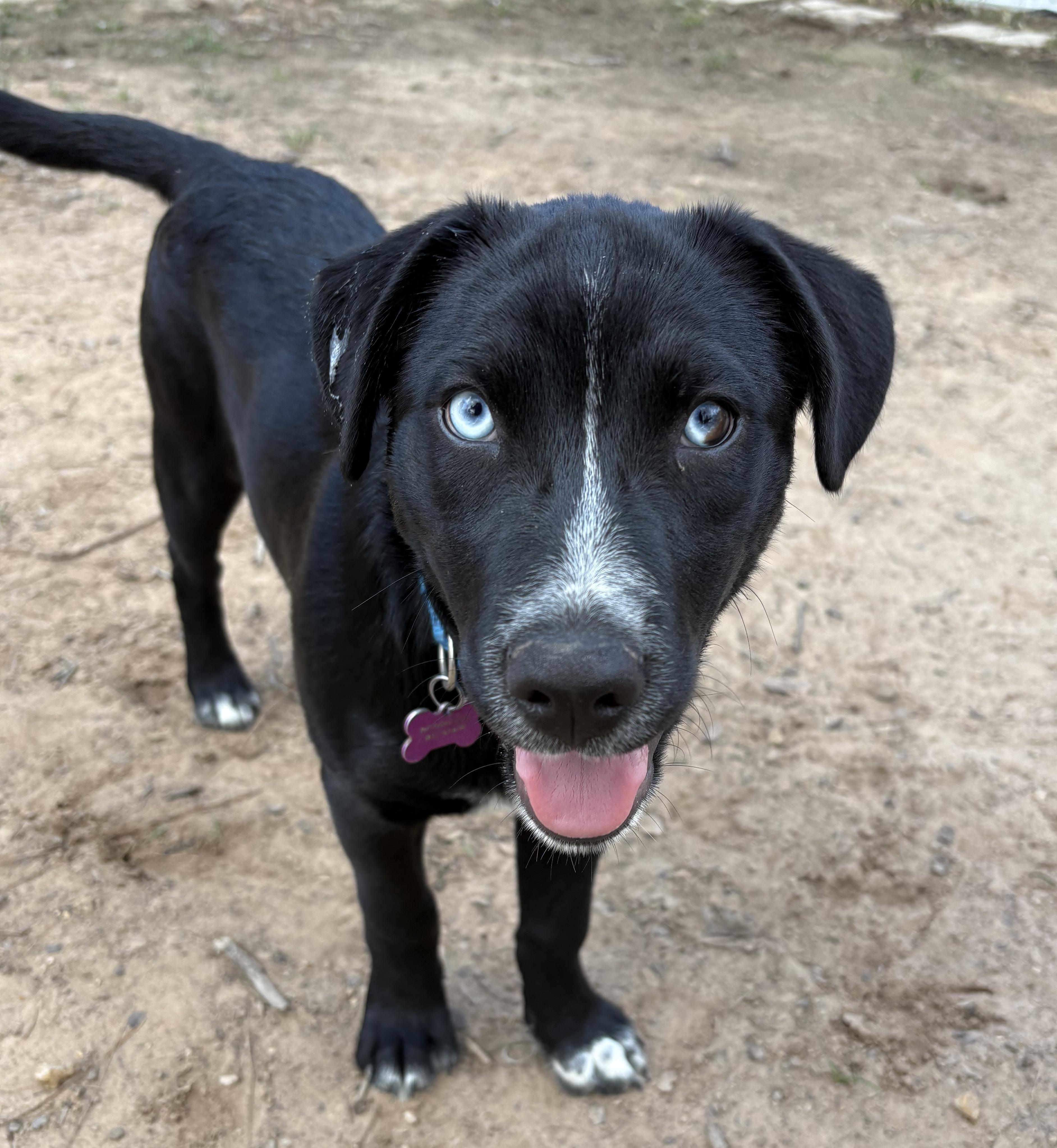 Enlarge Spanky, a Adoptable Mixed Breed in Bryan, TX image 1/1