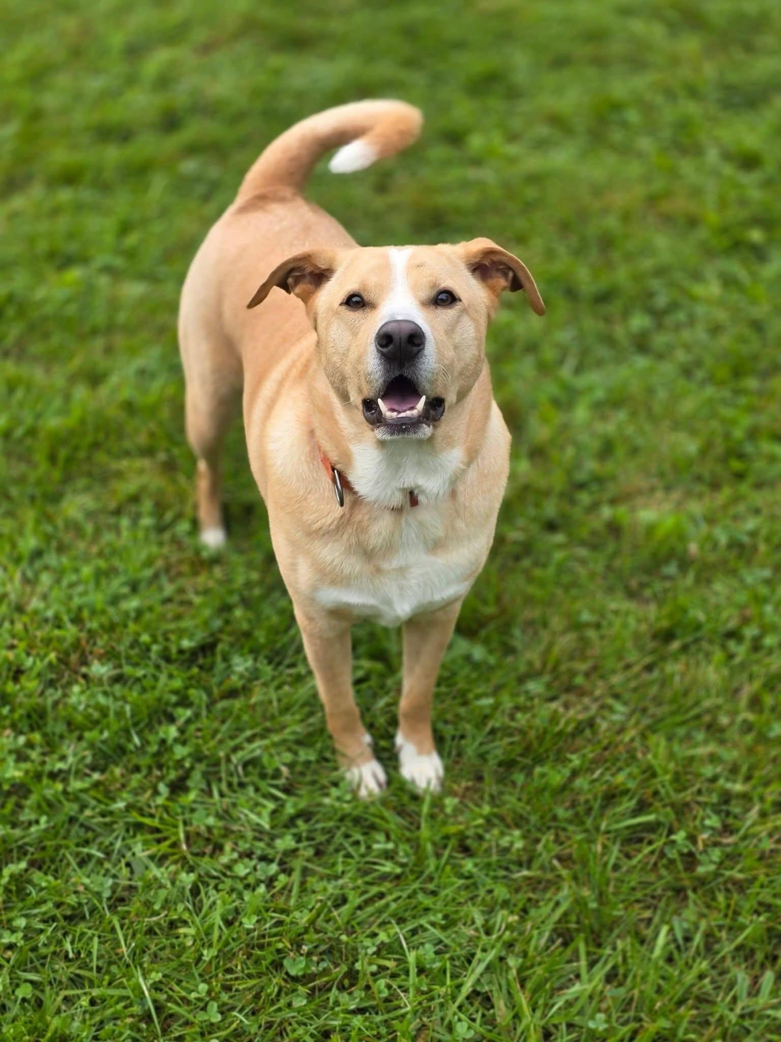 Baxter, ADOPTABLE, Adult Male German Shepherd Dog & Labrador Retriever.