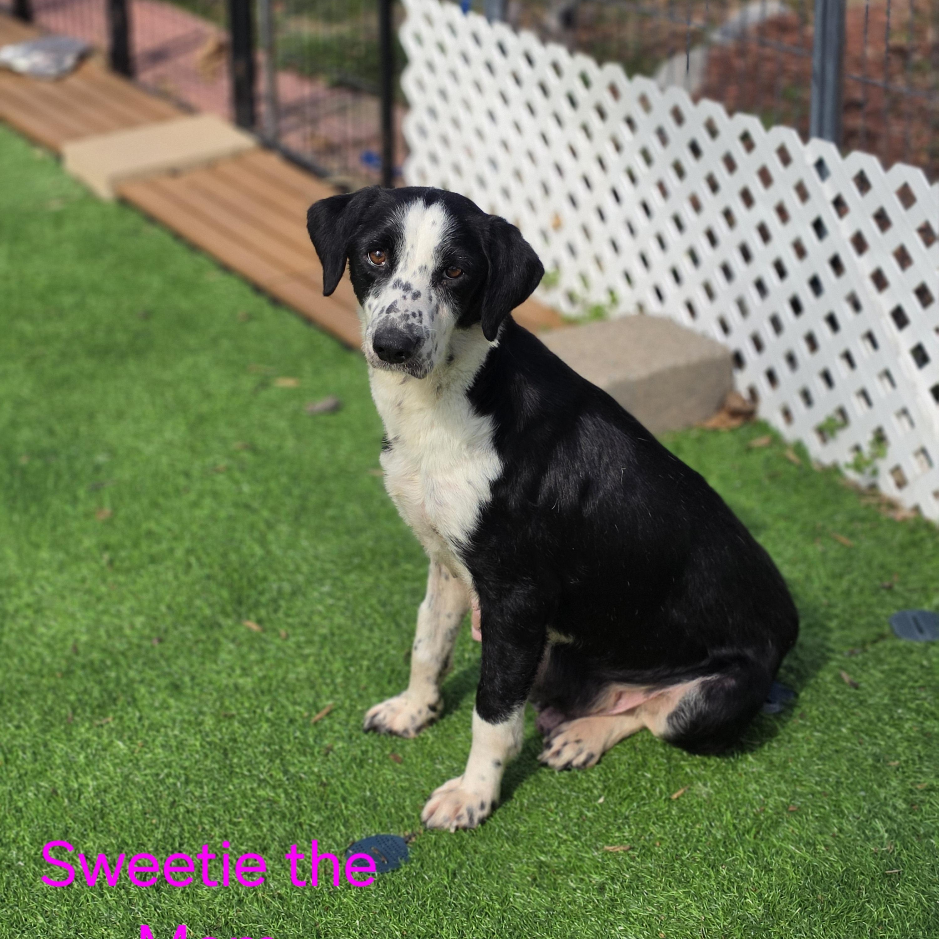Enlarge Sweetie, a ADOPTABLE mixed breed in Blairstown, NJ image 1/4