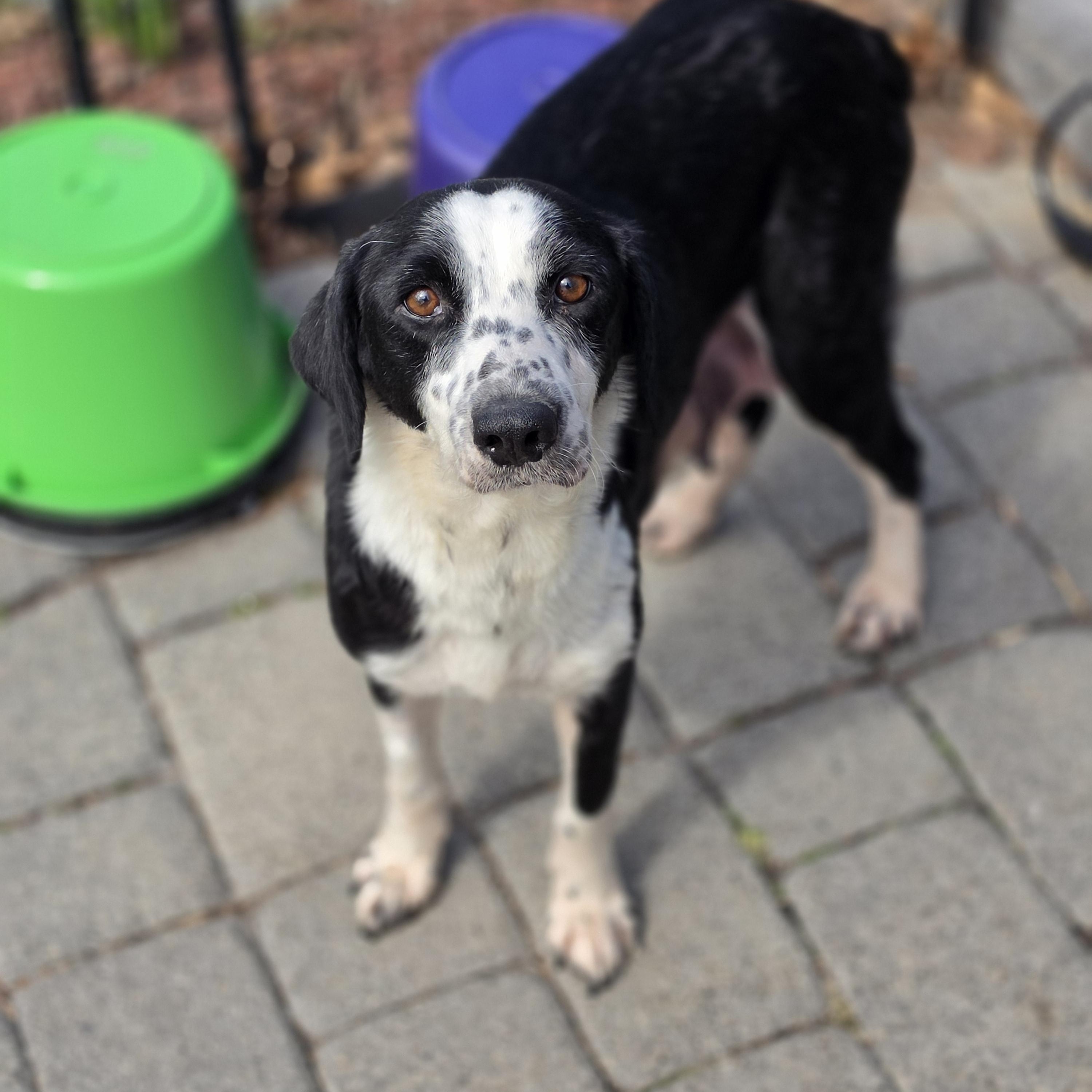 Enlarge Sweetie, a ADOPTABLE mixed breed in Blairstown, NJ image 2/4
