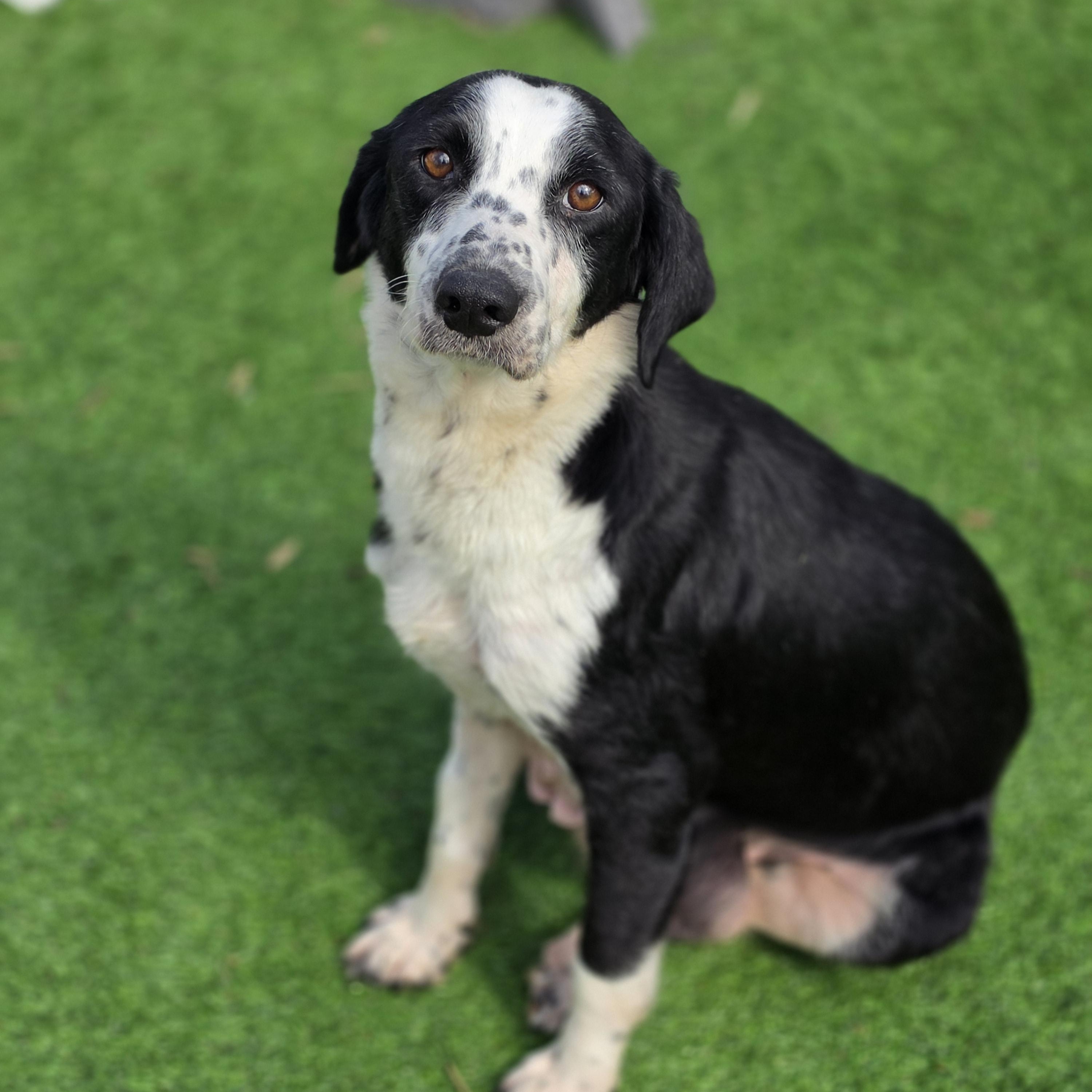 Enlarge Sweetie, a ADOPTABLE mixed breed in Blairstown, NJ image 3/4