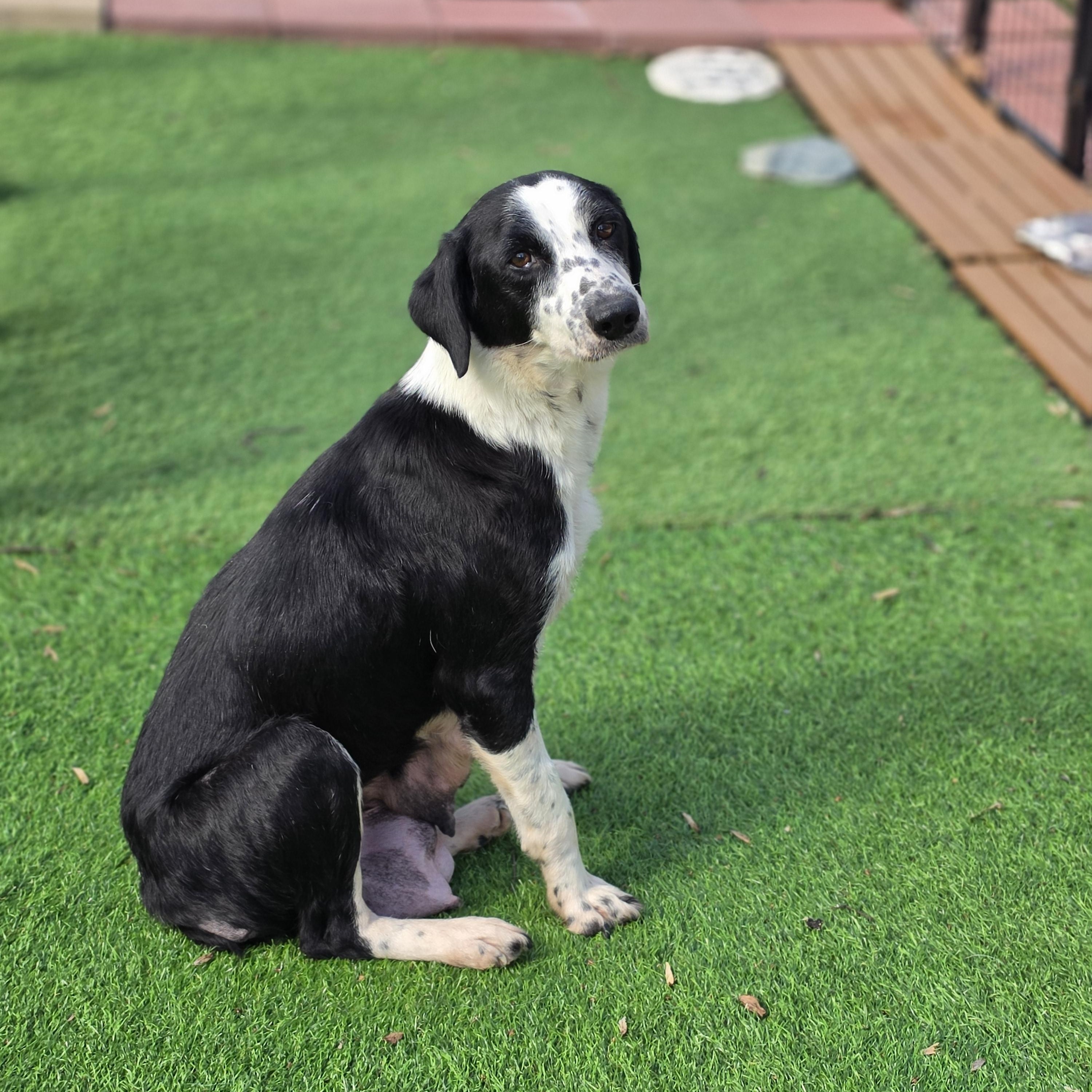 Enlarge Sweetie, a ADOPTABLE mixed breed in Blairstown, NJ image 4/4