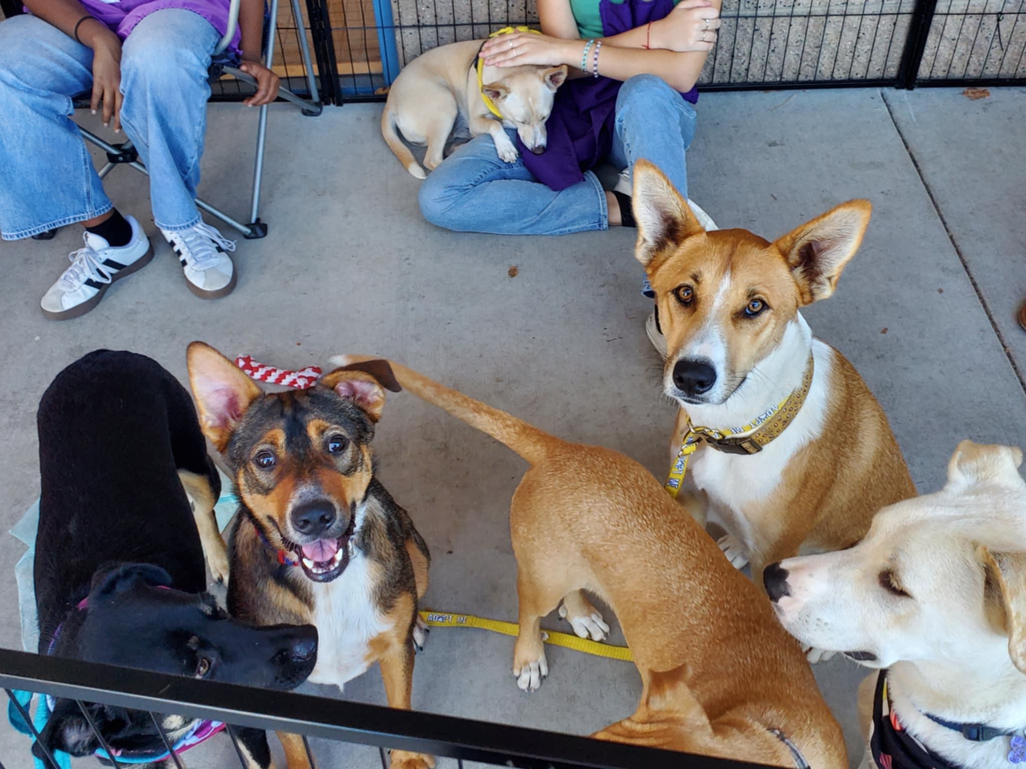 Enlarge Poco, a ADOPTABLE mixed breed in Bellingham, WA image 4/6