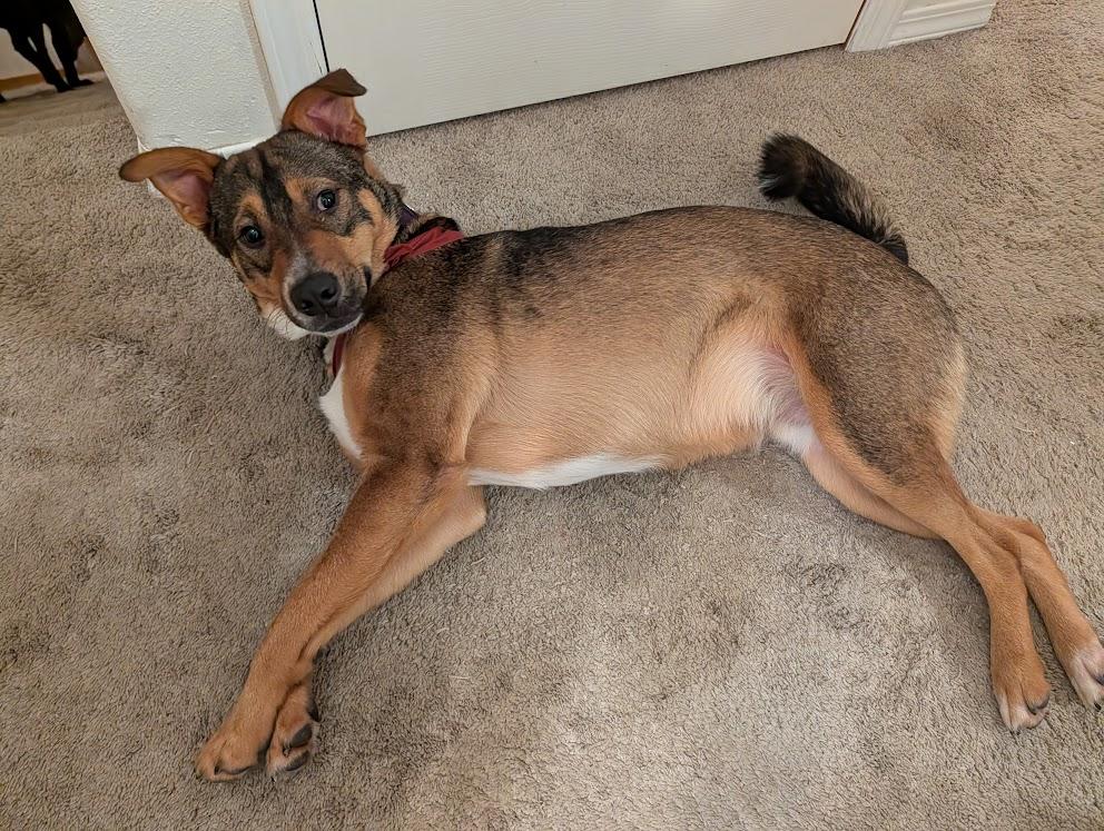 Poco, a ADOPTABLE mixed breed in Vancouver, BC image 5/6