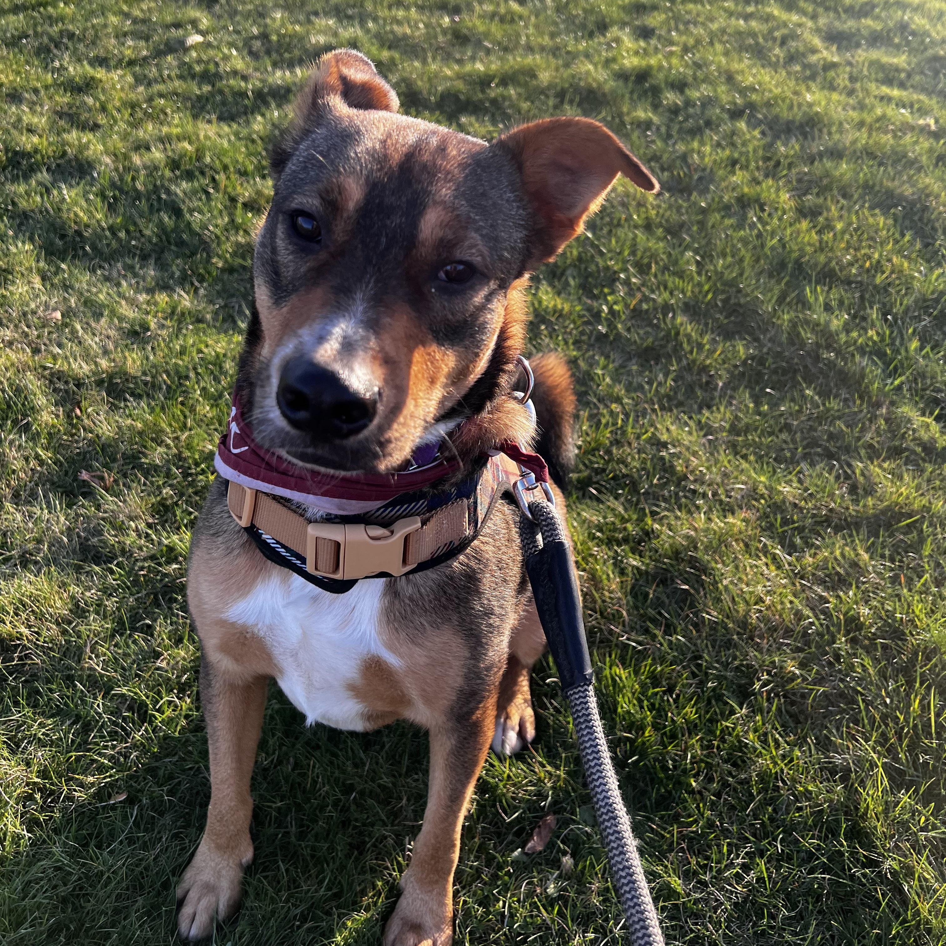 Enlarge Poco, a ADOPTABLE mixed breed in Bellingham, WA image 1/6