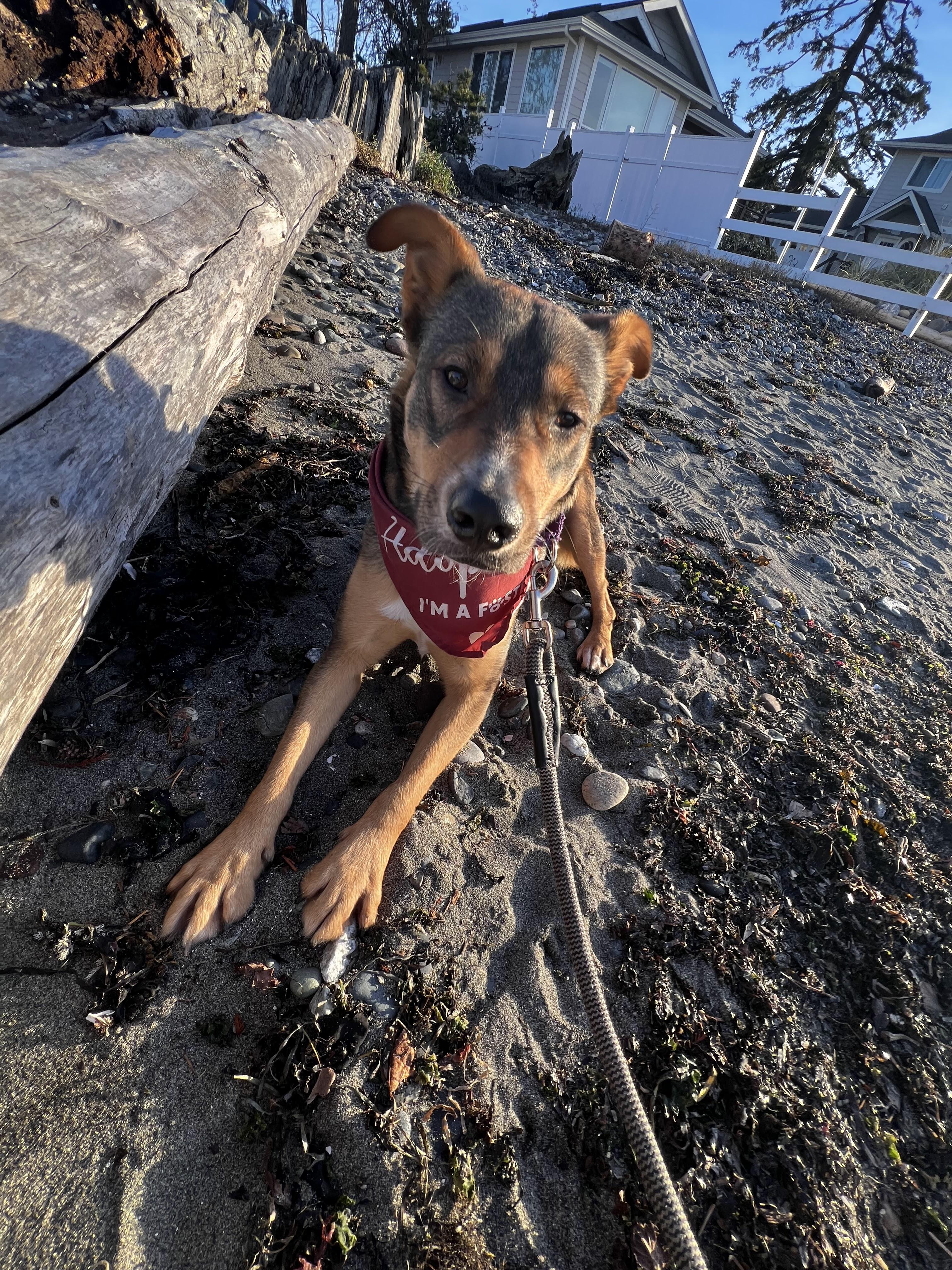 Enlarge Poco, a ADOPTABLE mixed breed in Bellingham, WA image 6/6
