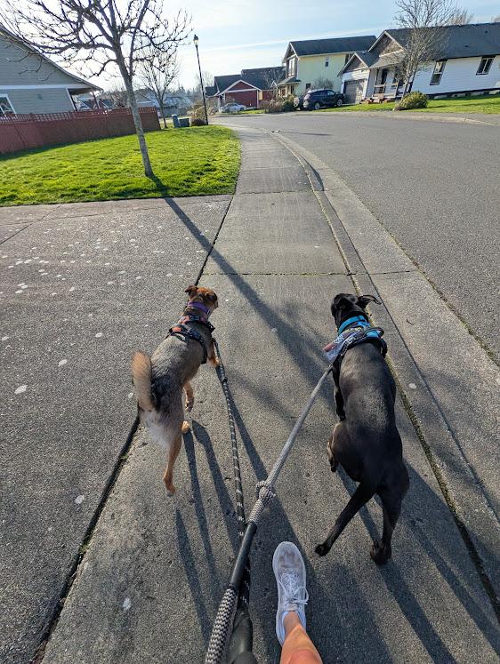 Poco, a ADOPTABLE mixed breed in Vancouver, BC image 2/6