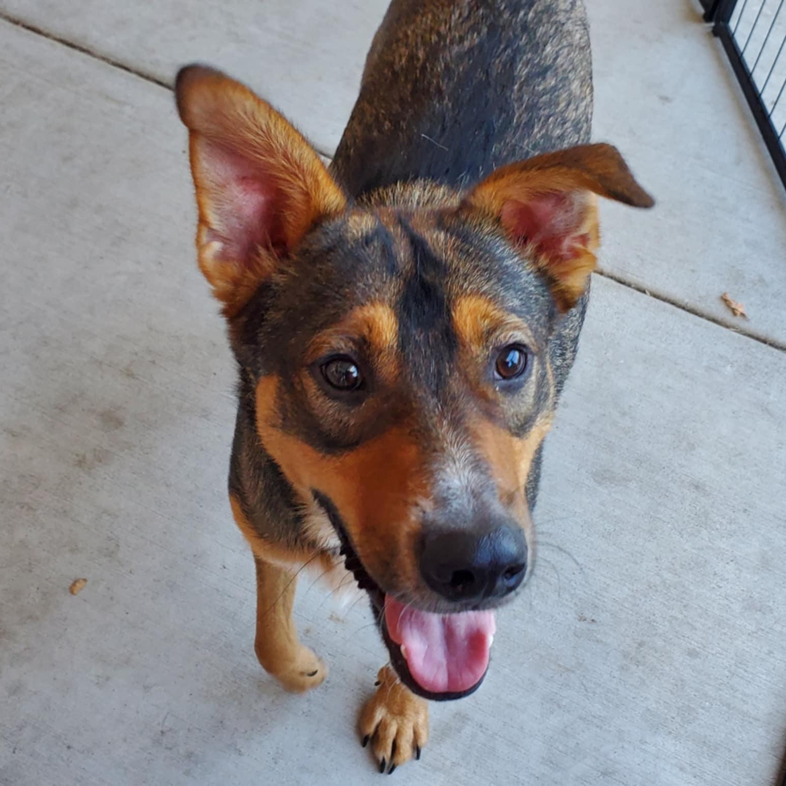 Poco, ADOPTABLE, Young Male Shepherd & Terrier.