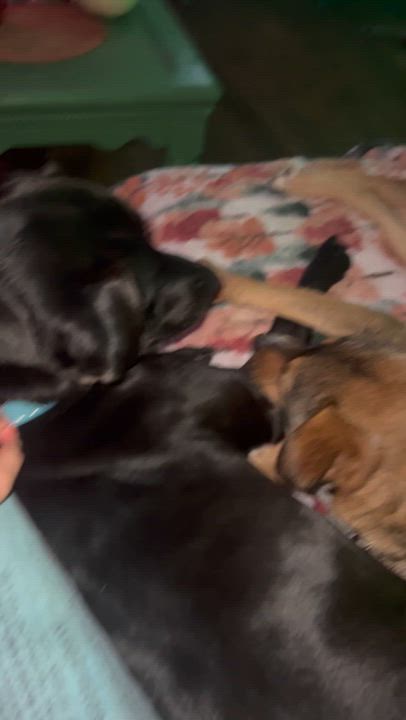 Enlarge Poco, a ADOPTABLE mixed breed in Vancouver, BC video 6/6