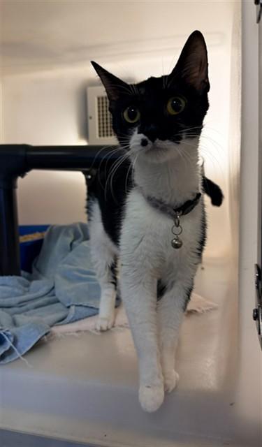 FELICITY, Adoptable, Young Female Domestic Short Hair.