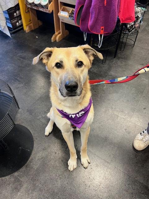 Fritz, Adoptable, Young Male Shepherd.