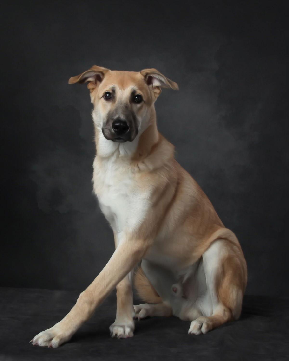 Fritz, a Adoptable Shepherd in Seattle, WA image 2/3