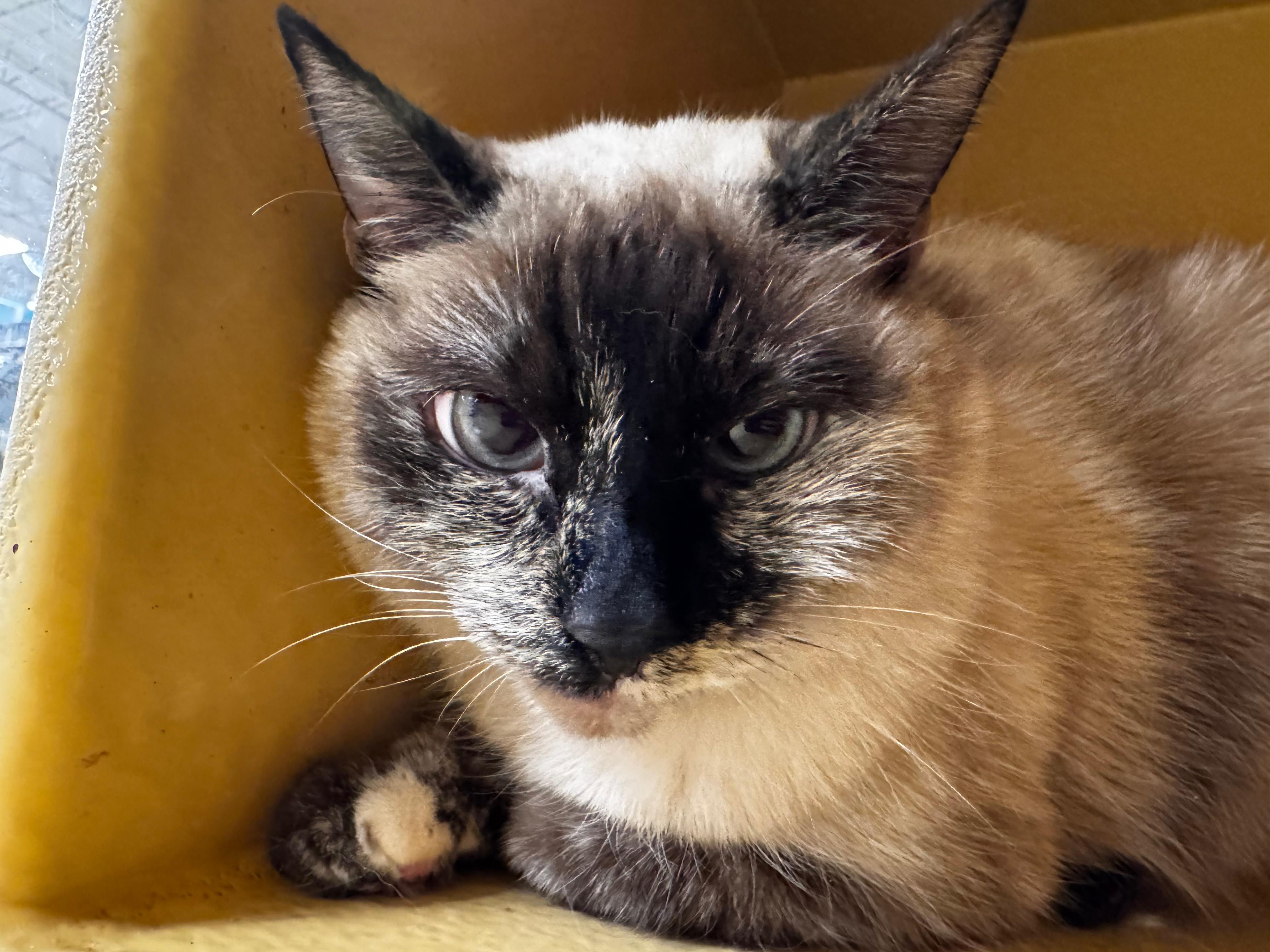 LinLin, ADOPTABLE, Adult Female Siamese & Domestic Short Hair.