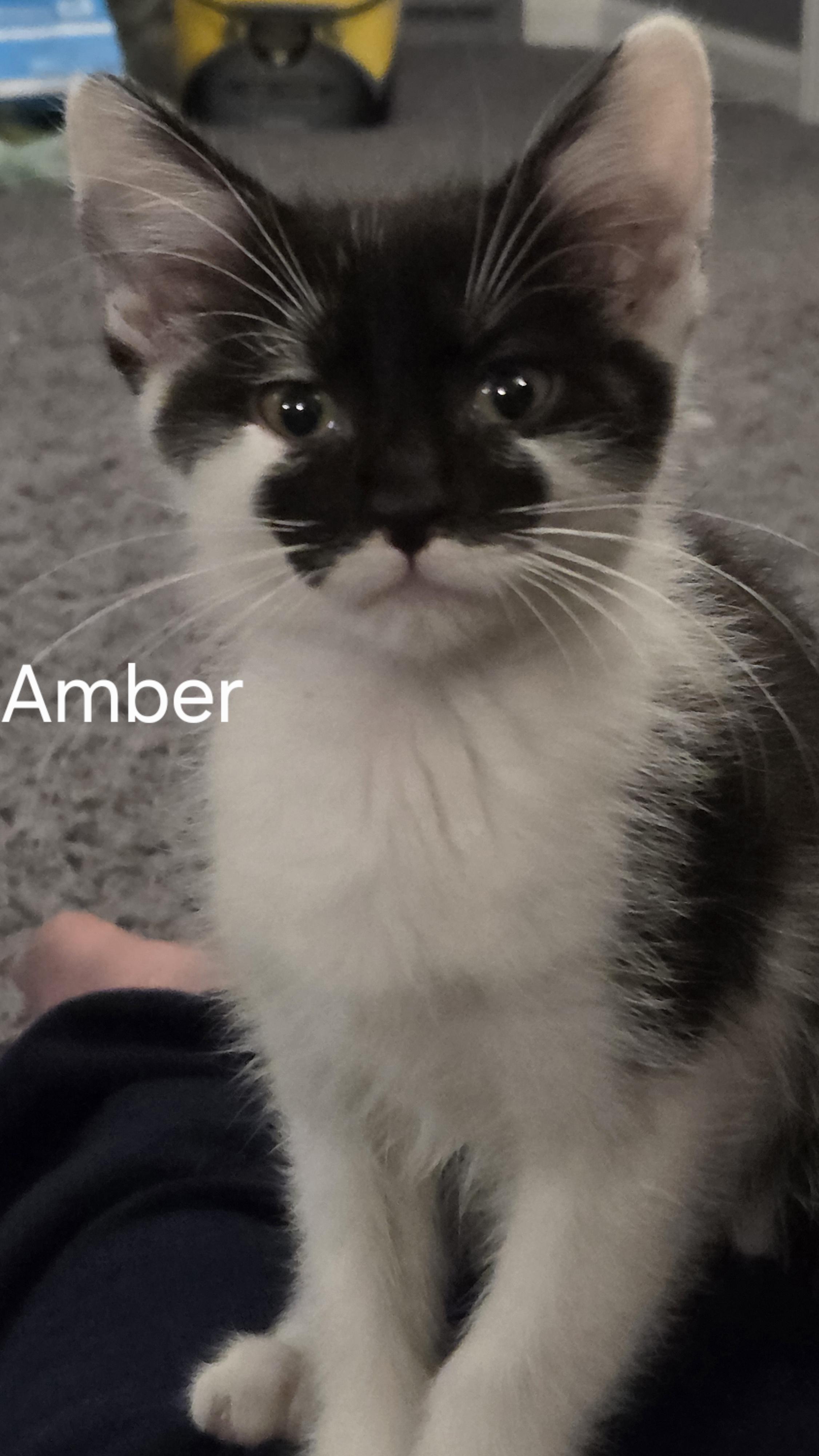 Amber, ADOPTABLE, Kitten Female Domestic Short Hair.