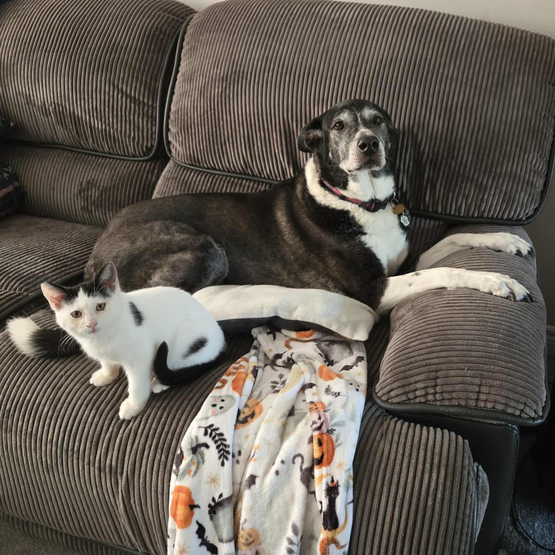 Button, found Aug 27th, Adopted, Kitten Male Domestic Short Hair.