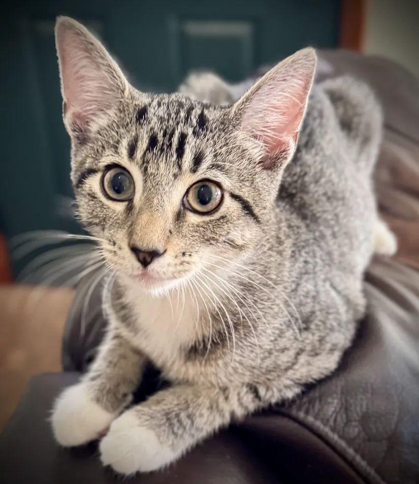 Enlarge Trout, a Adoptable Domestic Short Hair in Dayton, OH image 1/1