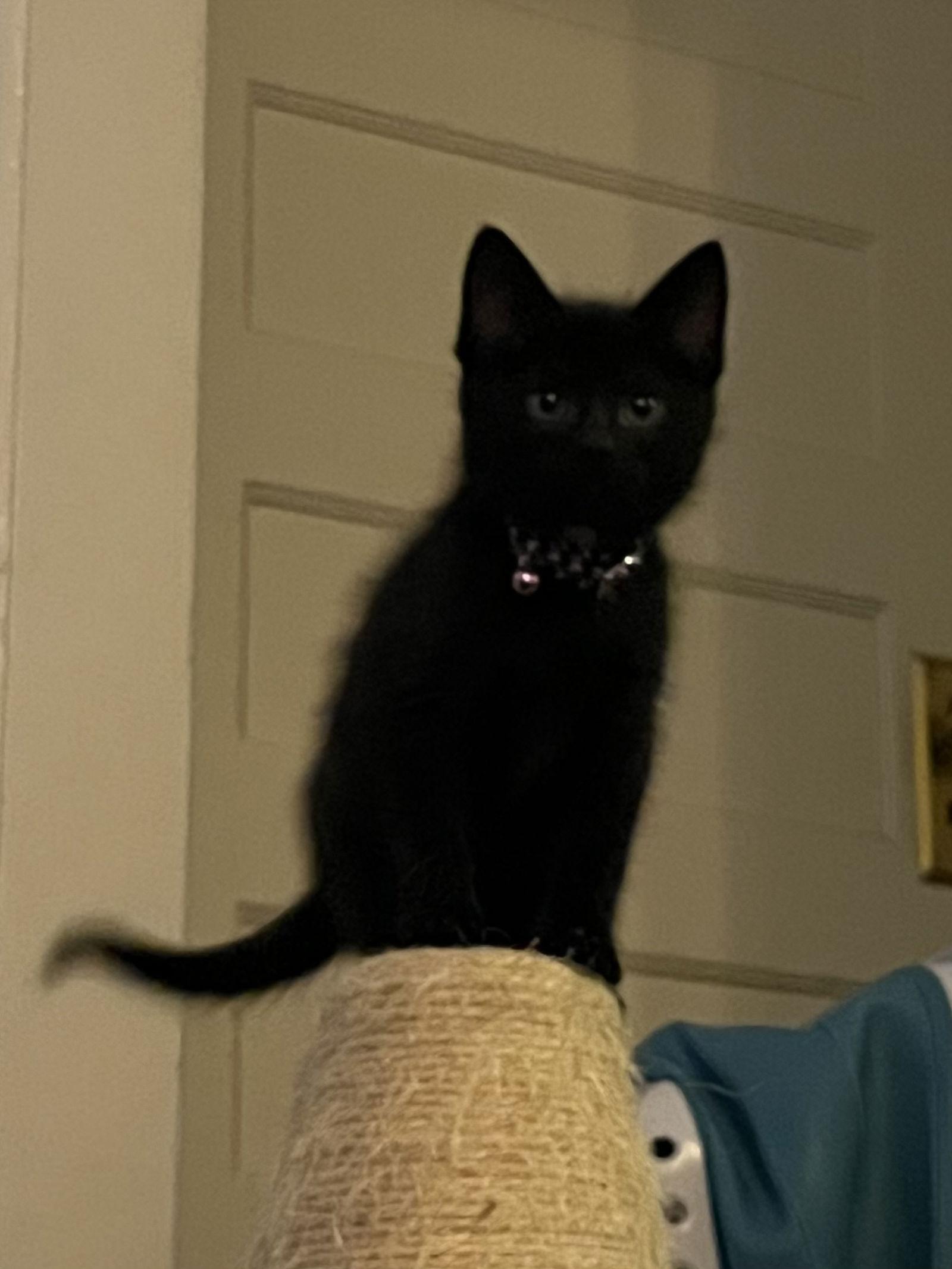 Enlarge Ouija, a Adopted Domestic Short Hair in Crystal, MN image 1/3