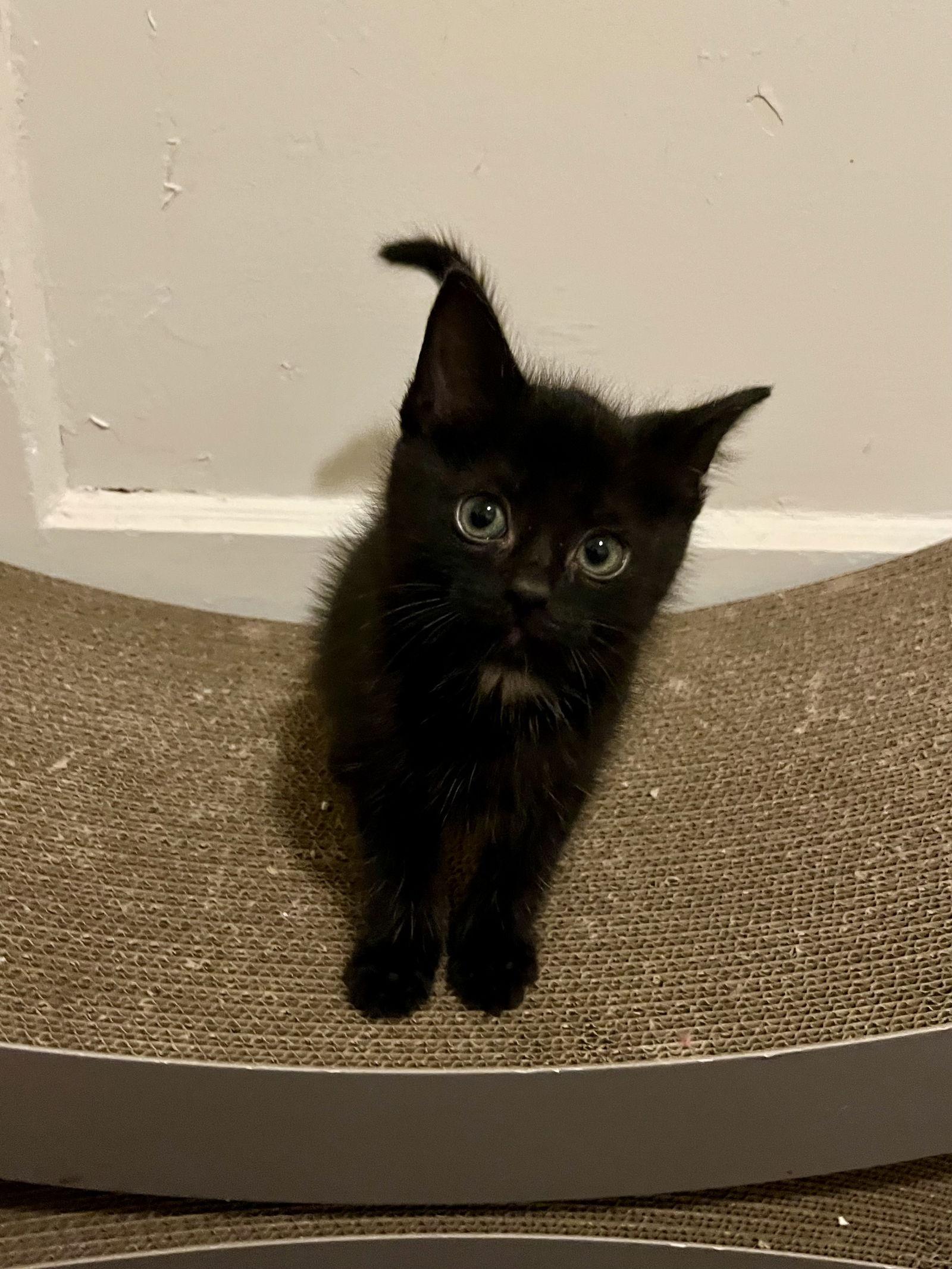 Enlarge Ouija, a Adopted Domestic Short Hair in Crystal, MN image 2/3