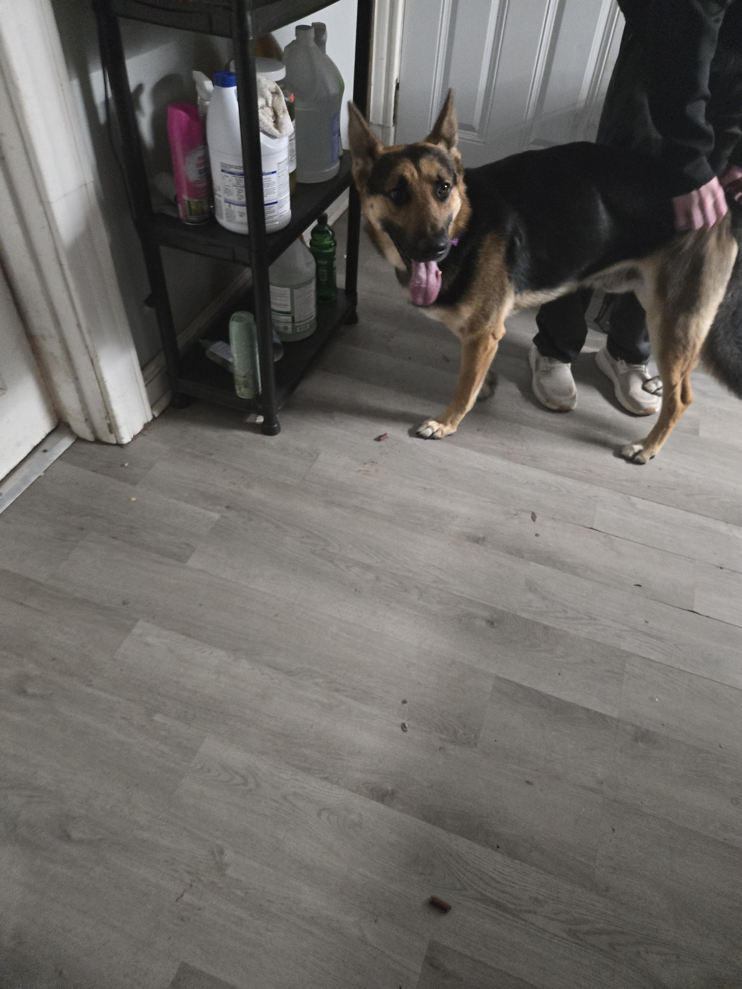 Enlarge Rusty, a Adoptable German Shepherd Dog in O Fallon, IL image 1/3