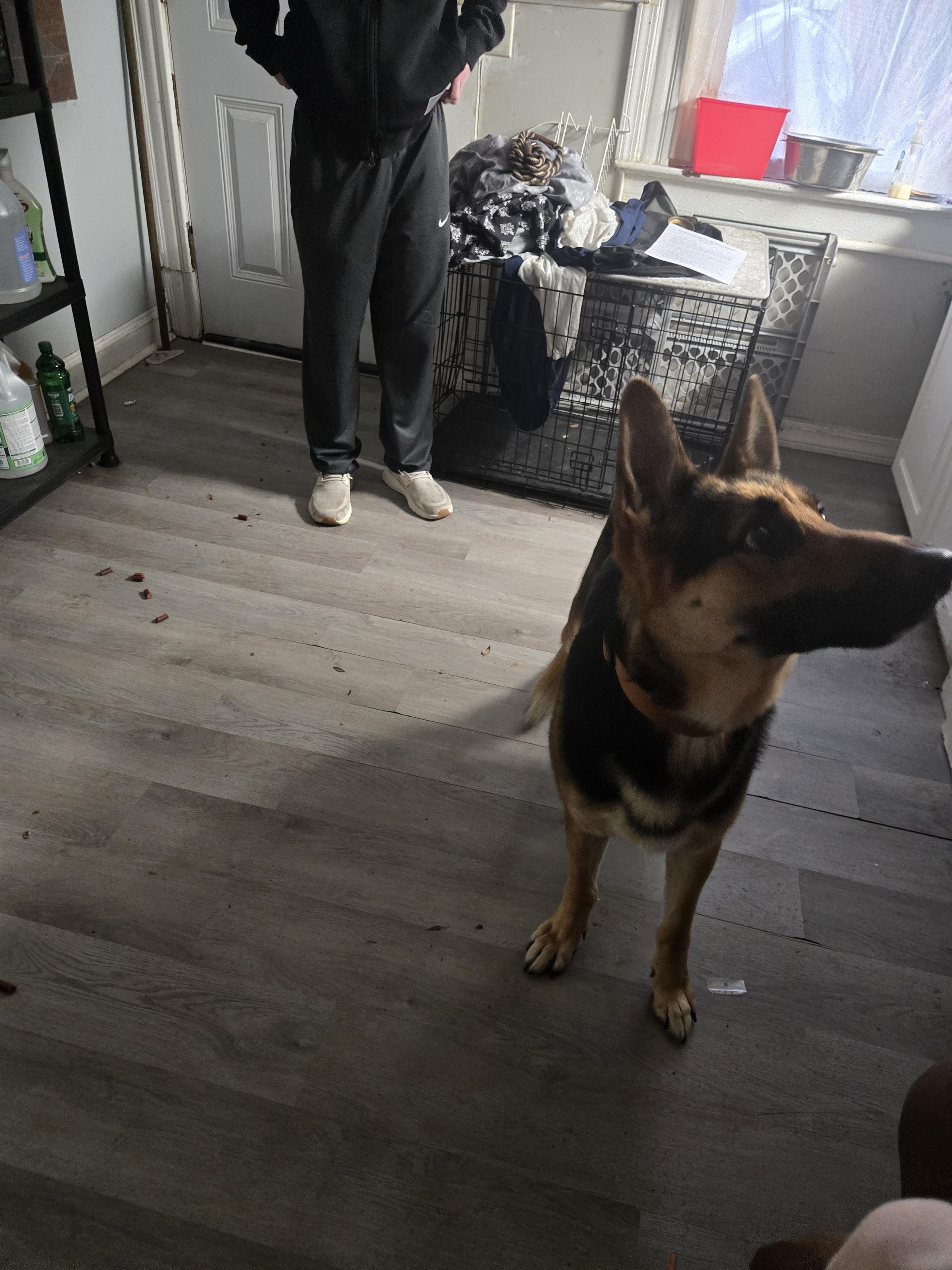 Enlarge Rusty, a Adoptable German Shepherd Dog in O Fallon, IL image 3/3