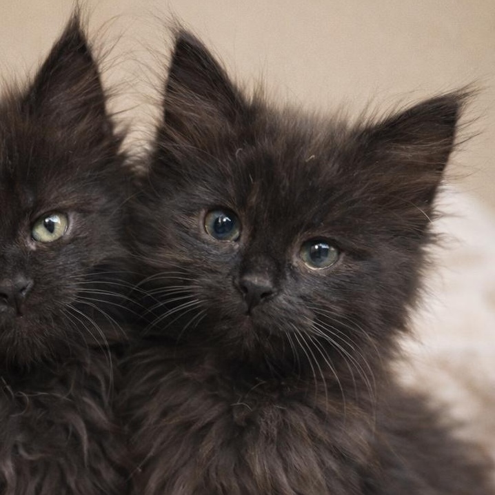 Rosita, ADOPTABLE, Kitten Female Domestic Long Hair.