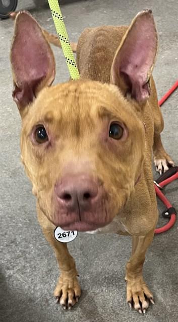 Enlarge CARDI B, a Adoptable mixed breed in Upper Marlboro, MD image 1/2