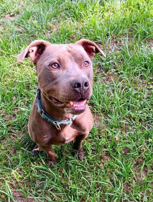 LANDING, a Adoptable American Bulldog in Marianna, FL image 1/2