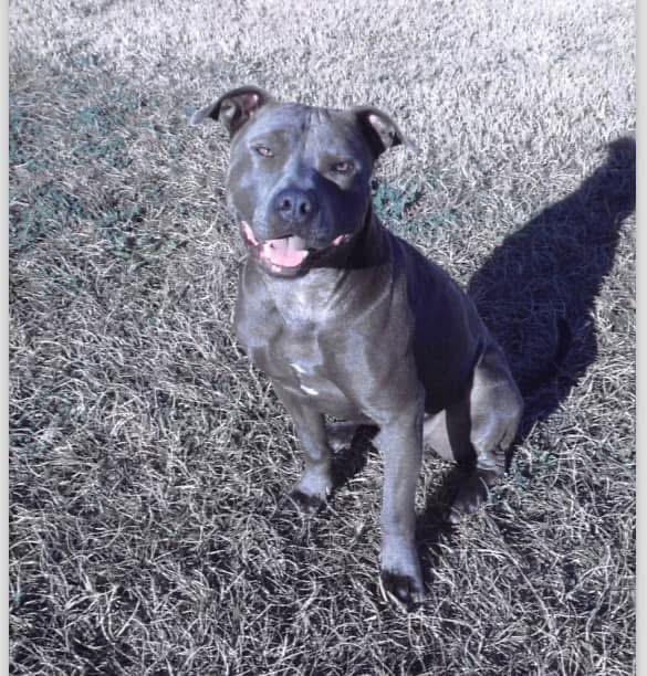 LANDING, a Adoptable American Bulldog in Marianna, FL image 1/2