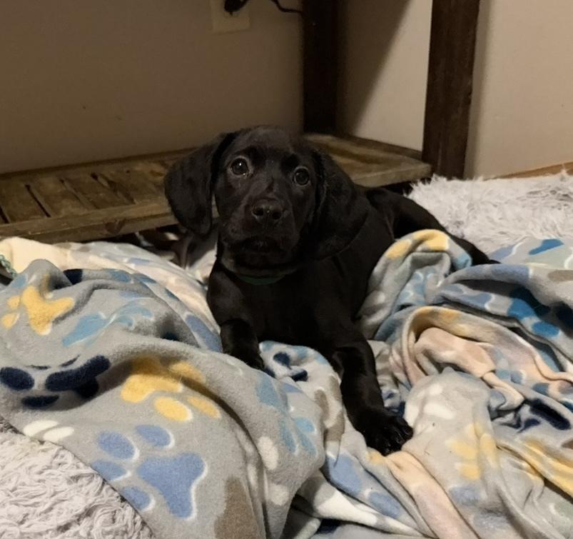 Enlarge Velvet, a Adoptable mixed breed in Cheektowaga, NY image 1/1