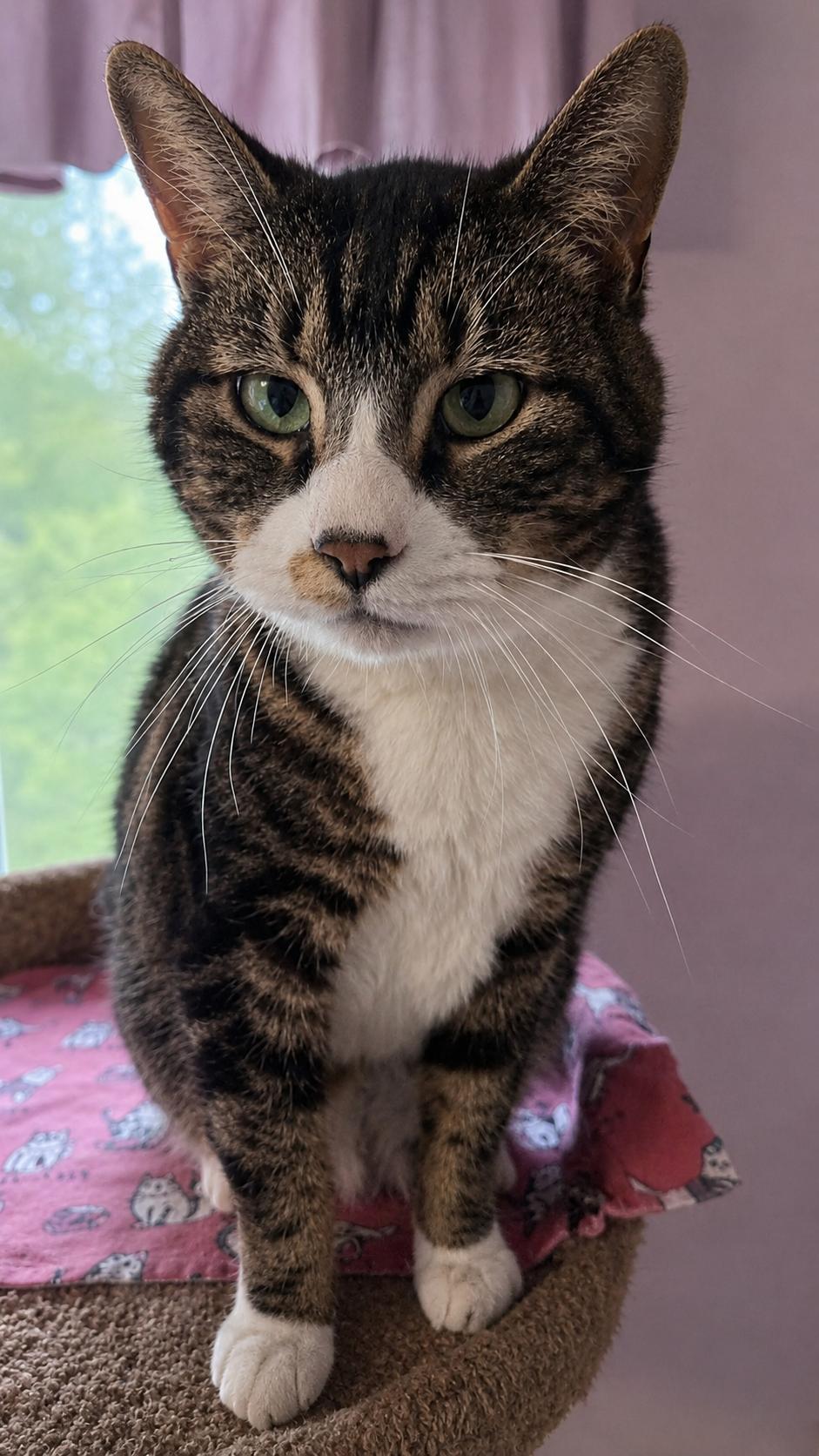 Enlarge Rambo, a Adoptable Domestic Short Hair in Redmond, WA image 2/2