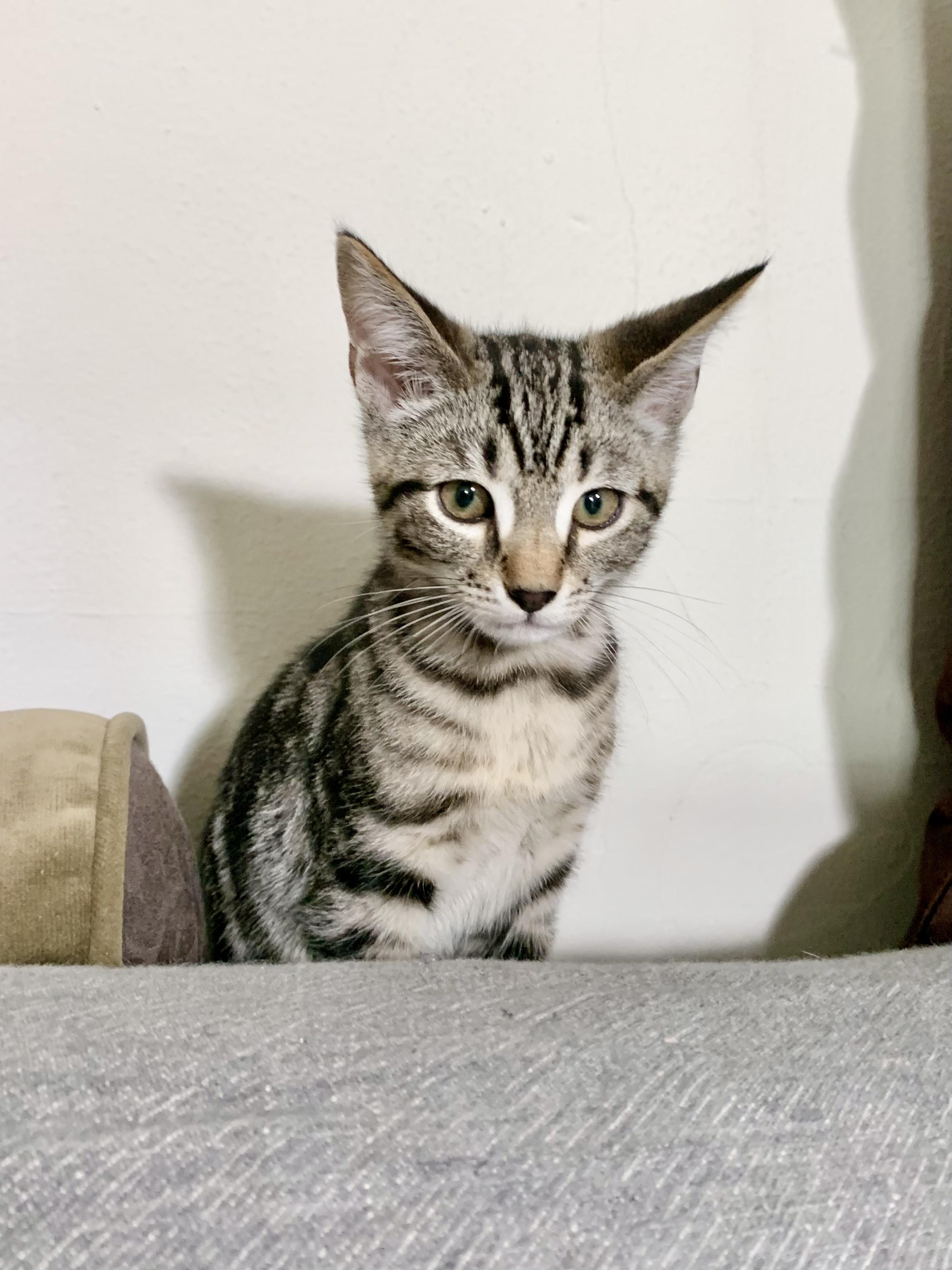 Pepper (Must Go to Home with a Cat), a Adopted Domestic Short Hair in San Francisco, CA image 1/6