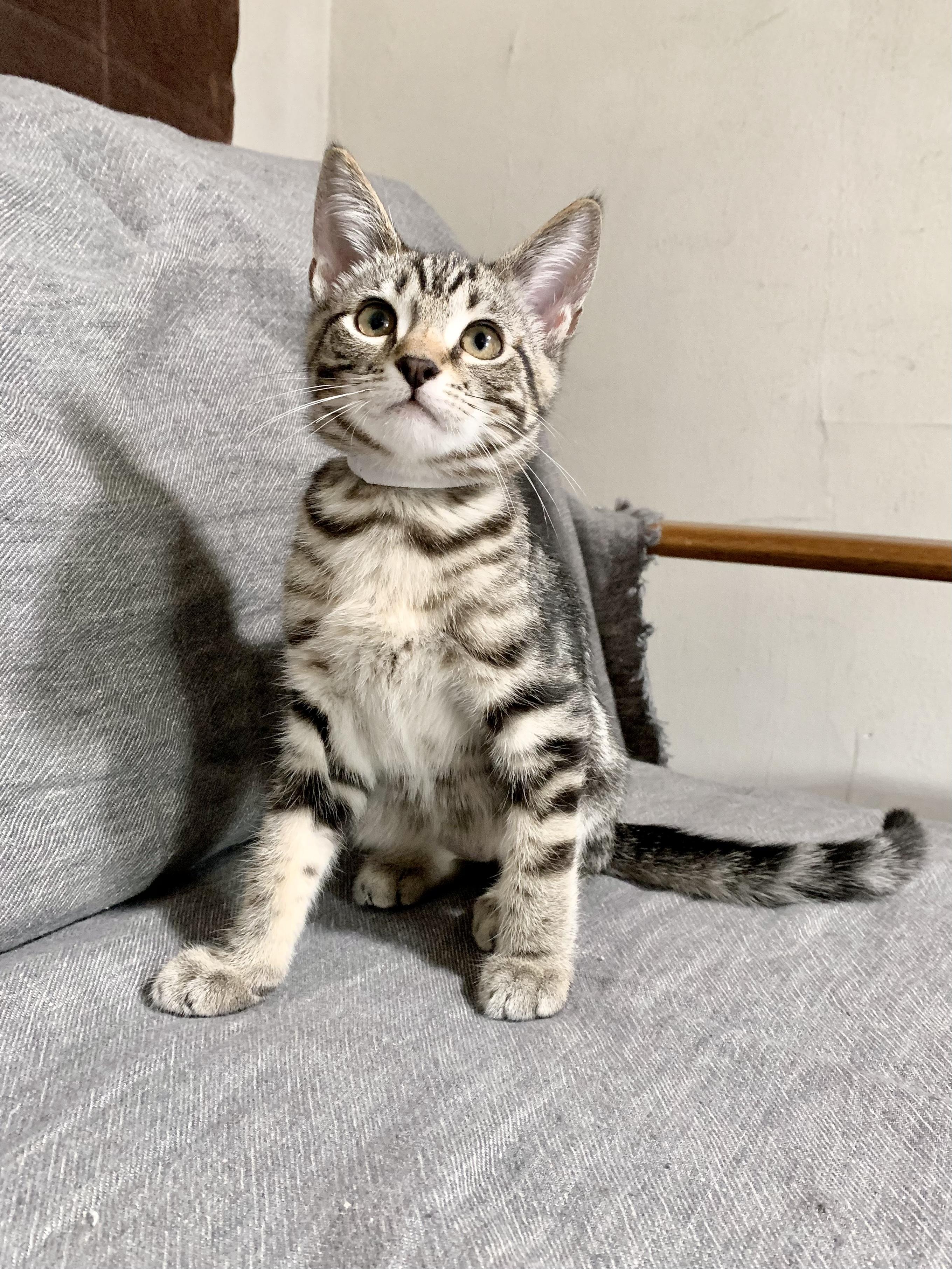 Pepper (Must Go to Home with a Cat), a Adopted Domestic Short Hair in San Francisco, CA image 2/6