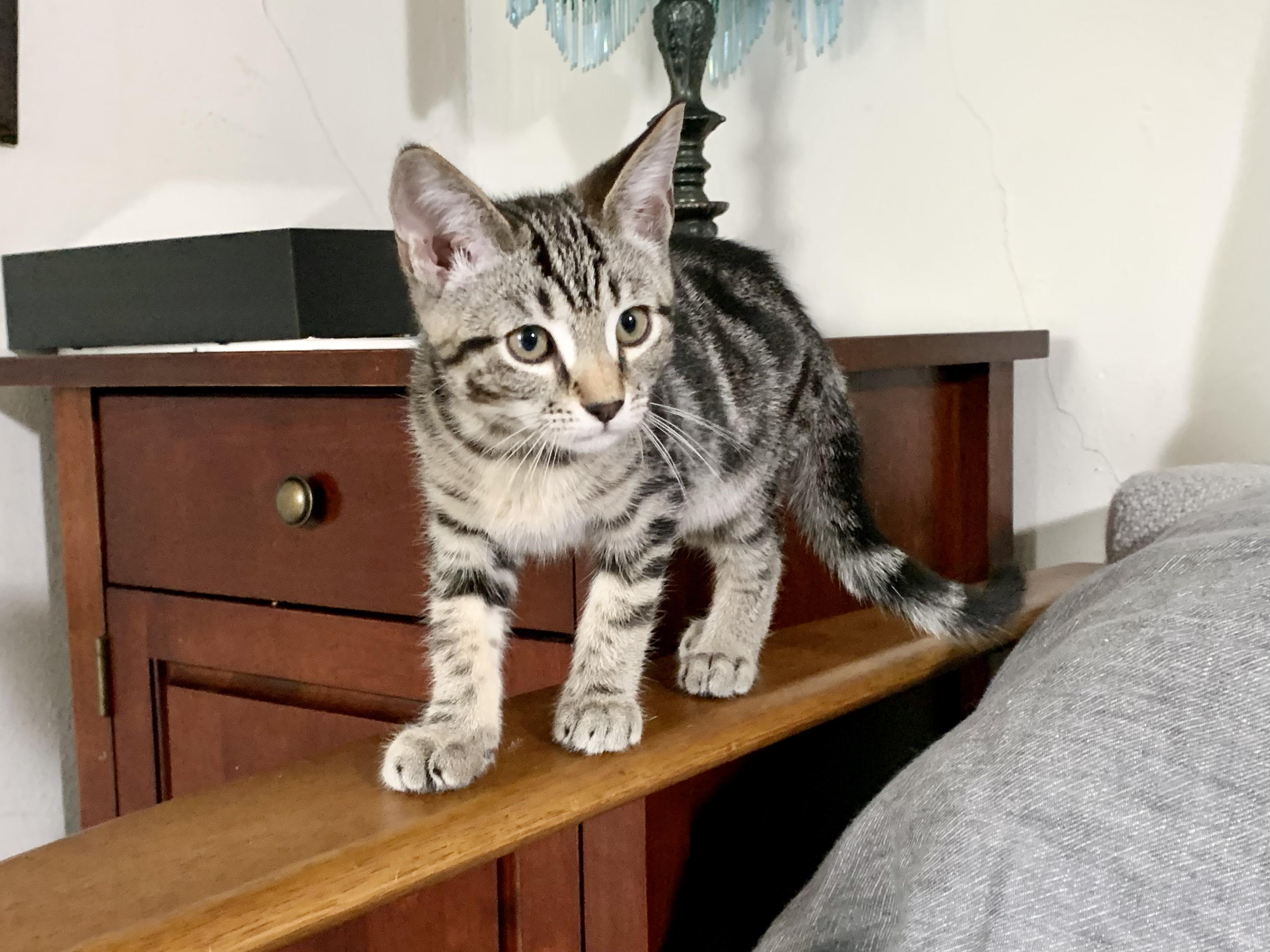 Pepper (Must Go to Home with a Cat), a Adopted Domestic Short Hair in San Francisco, CA image 3/6