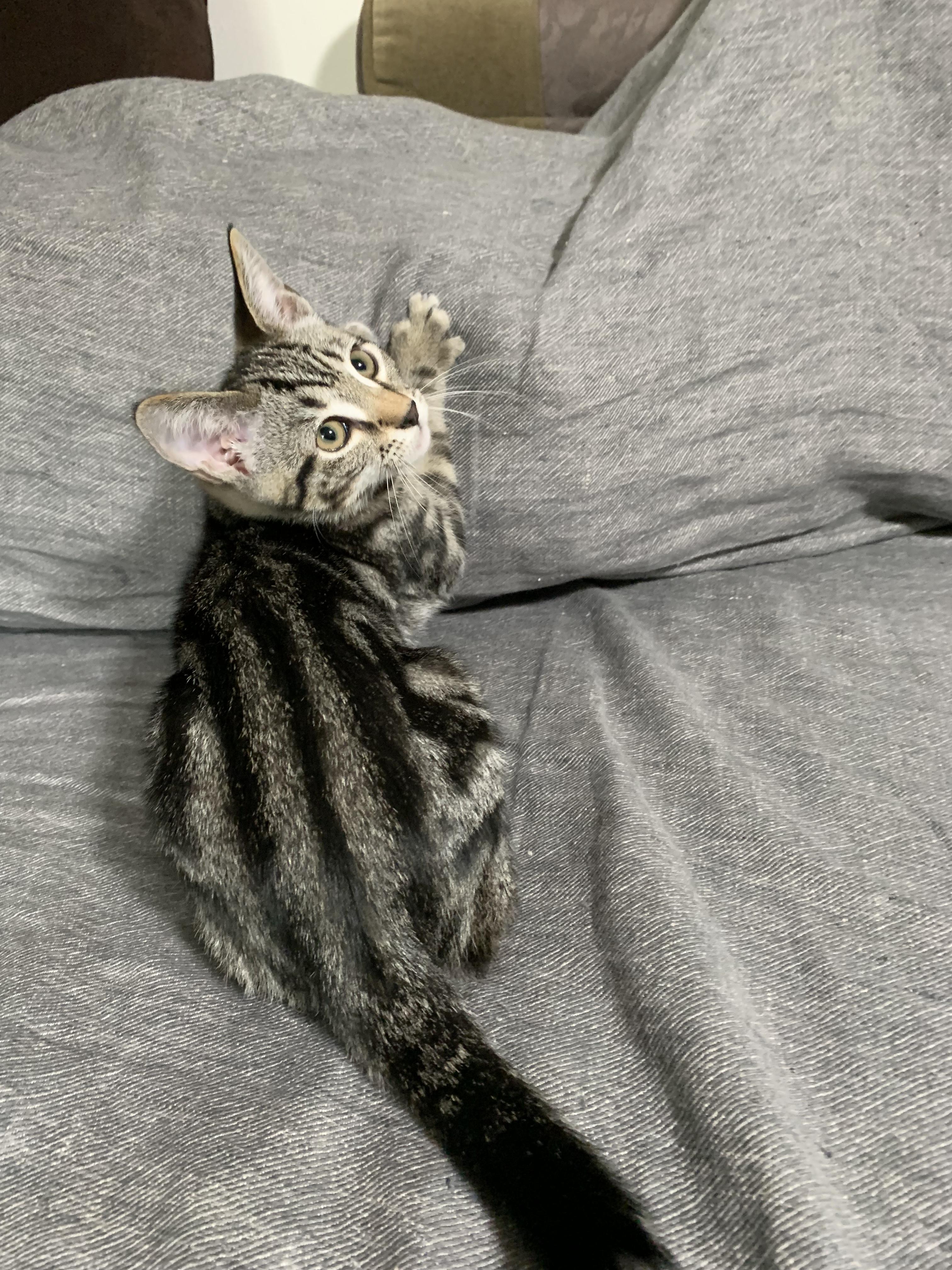 Pepper (Must Go to Home with a Cat), a Adopted Domestic Short Hair in San Francisco, CA image 4/6