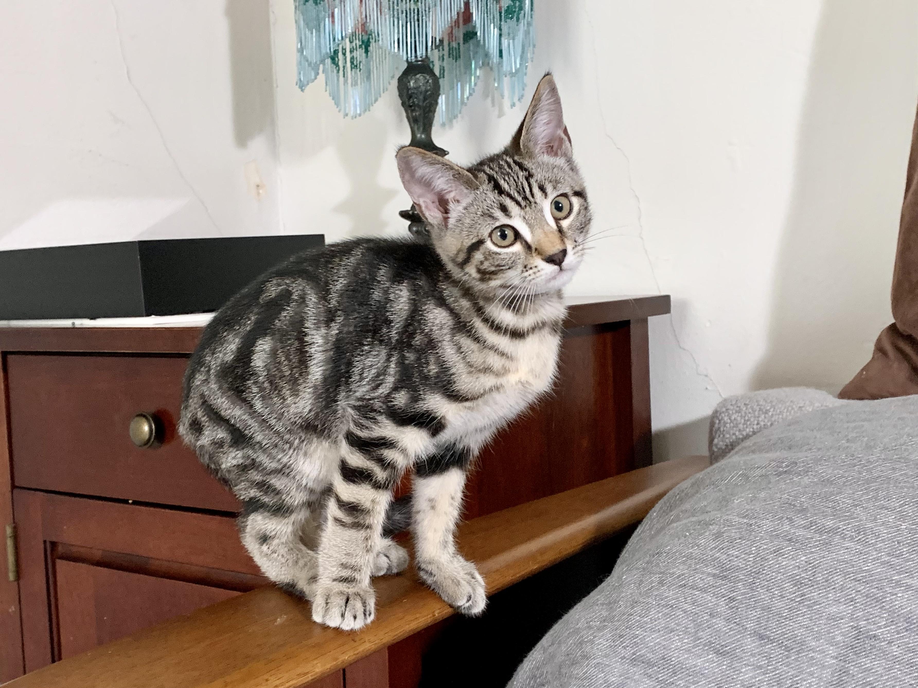 Pepper (Must Go to Home with a Cat), a Adopted Domestic Short Hair in San Francisco, CA image 5/6