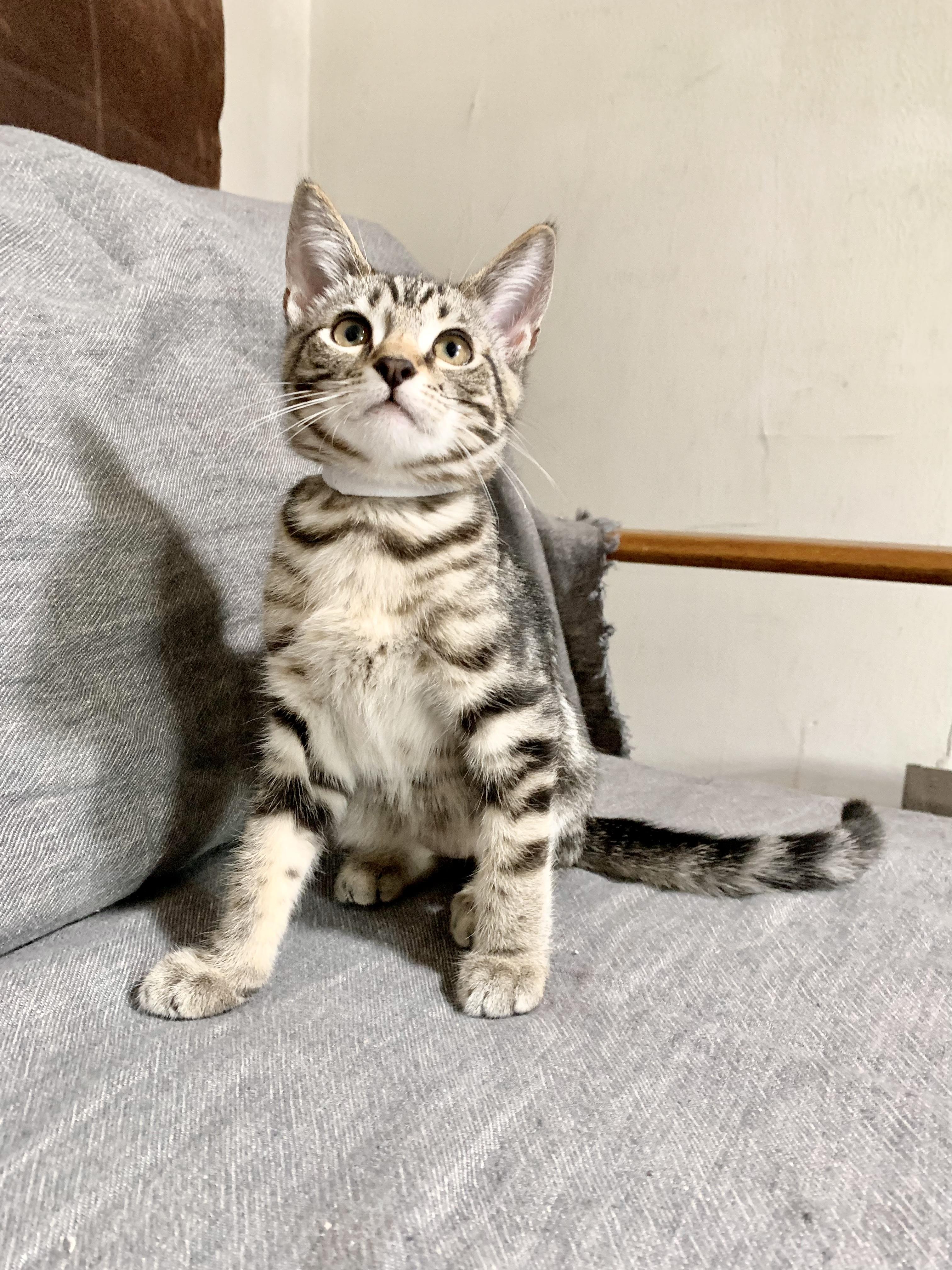 Pepper (Must Go to Home with a Cat), a Adopted Domestic Short Hair in San Francisco, CA image 6/6